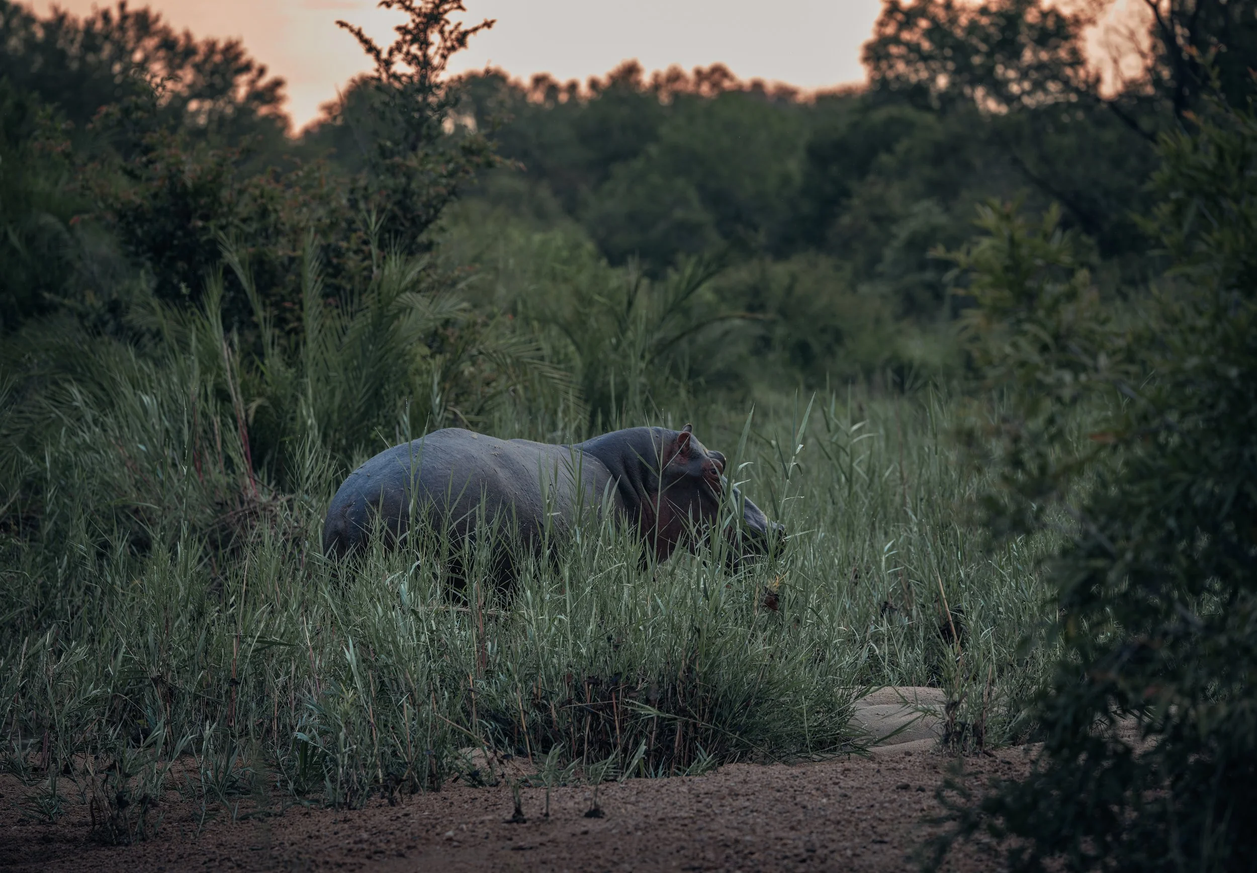 Londolozi Jan 2026 - Riverbed Hippo -
Canon R5ii 270mm f/5.6 1/640s ISO 2000