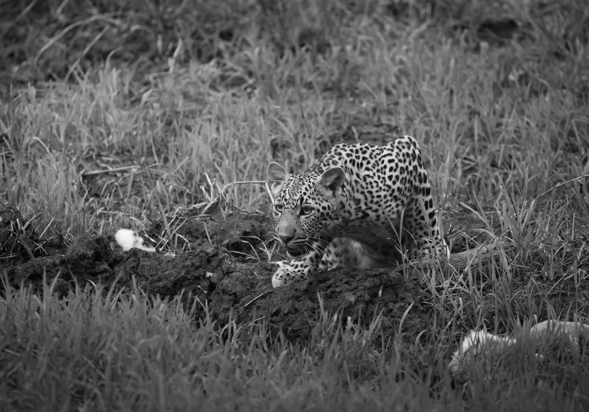Londolozi Dec 2024 - Tinxiya Female Leopard -
Canon R6ii 500mm f/7.1 1/1250s ISO 6400