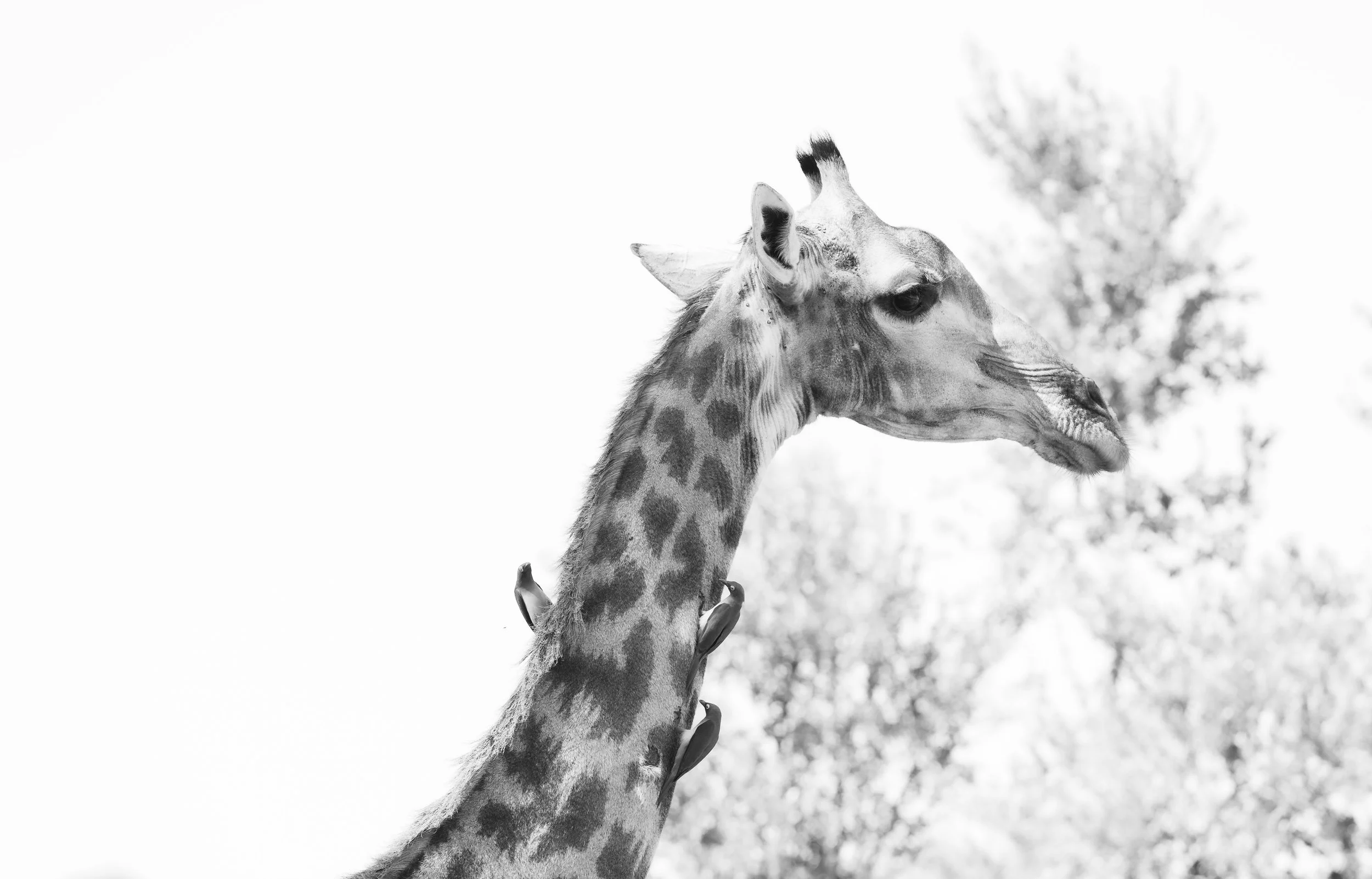 Londolozi Jan 2026 - Giraffe in Monochrome -
Canon R6ii 200mm f/4.5 1/200s ISO 100