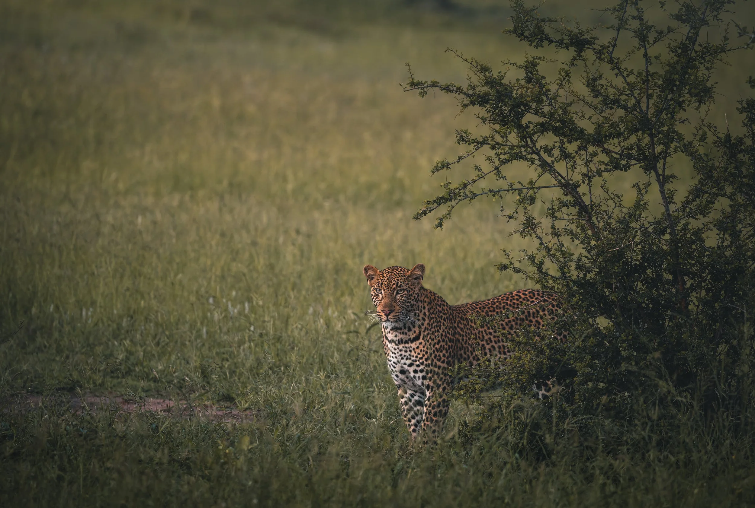 Londolozi Jan 2026 - Shingi Male Leopard -
Canon R5ii 500mm f/7.1 1/640s ISO 8000