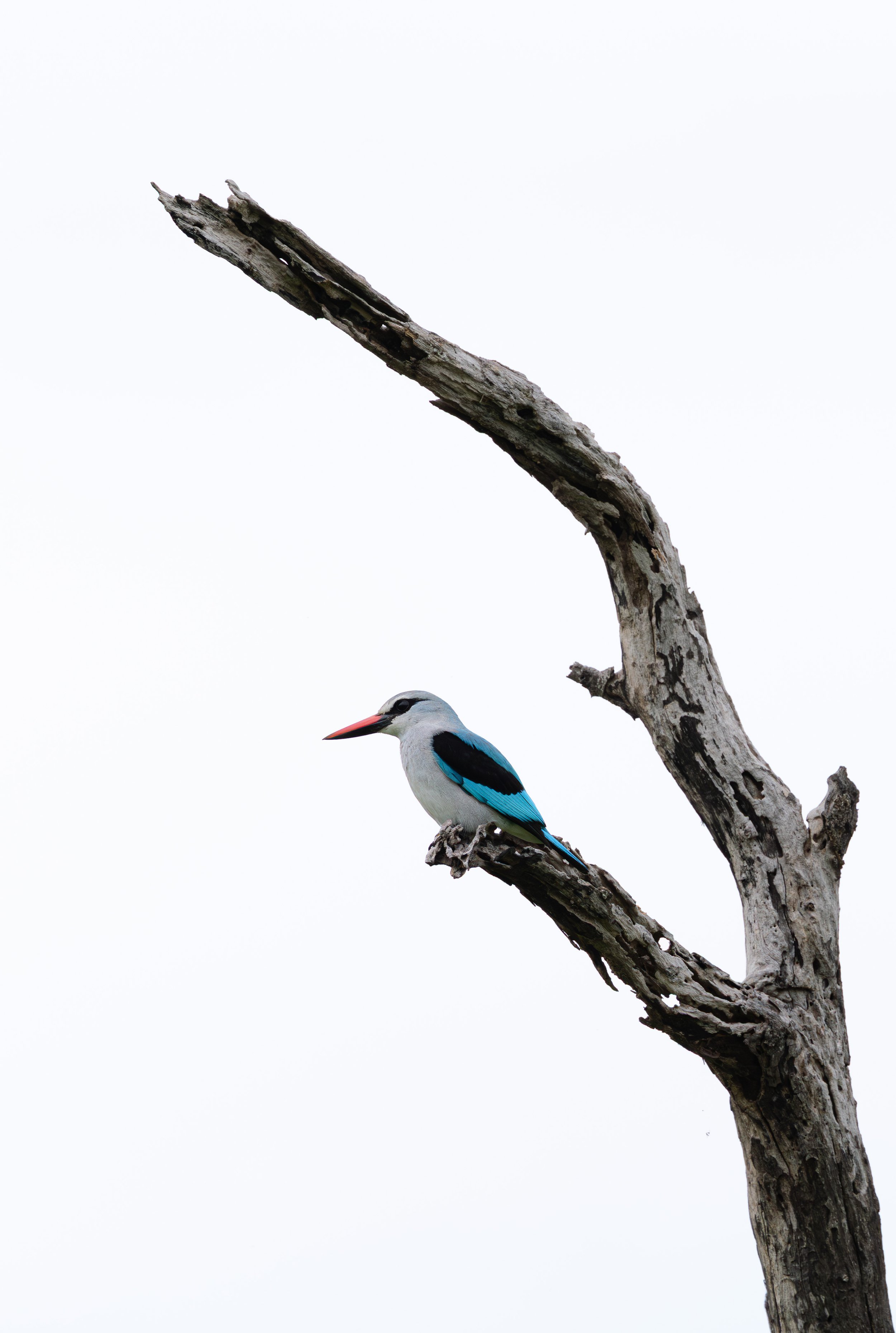 Londolozi Jan 2026 - Woodland Kingfisher -
Canon R5ii 363mm f/7.1 1/400s ISO 320