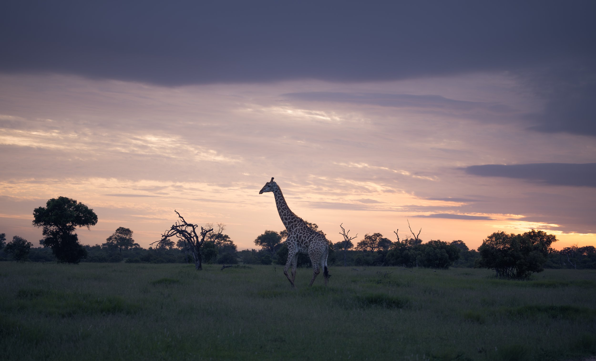 Londolozi Jan 2026 - Lone Gerry at Dusk -
Canon R5ii 100mm f/4.5 1/200s ISO 200