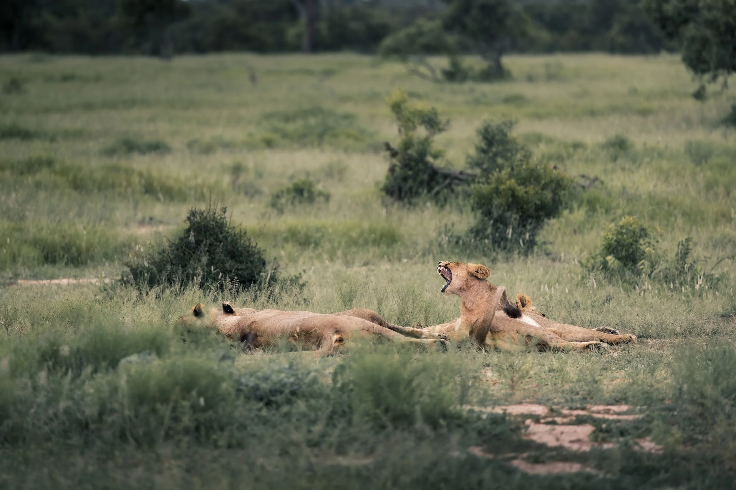 Londolozi Jan 2026 - Pride Yawn -
Canon R6ii 200mm f/2.3 1/320s ISO 400