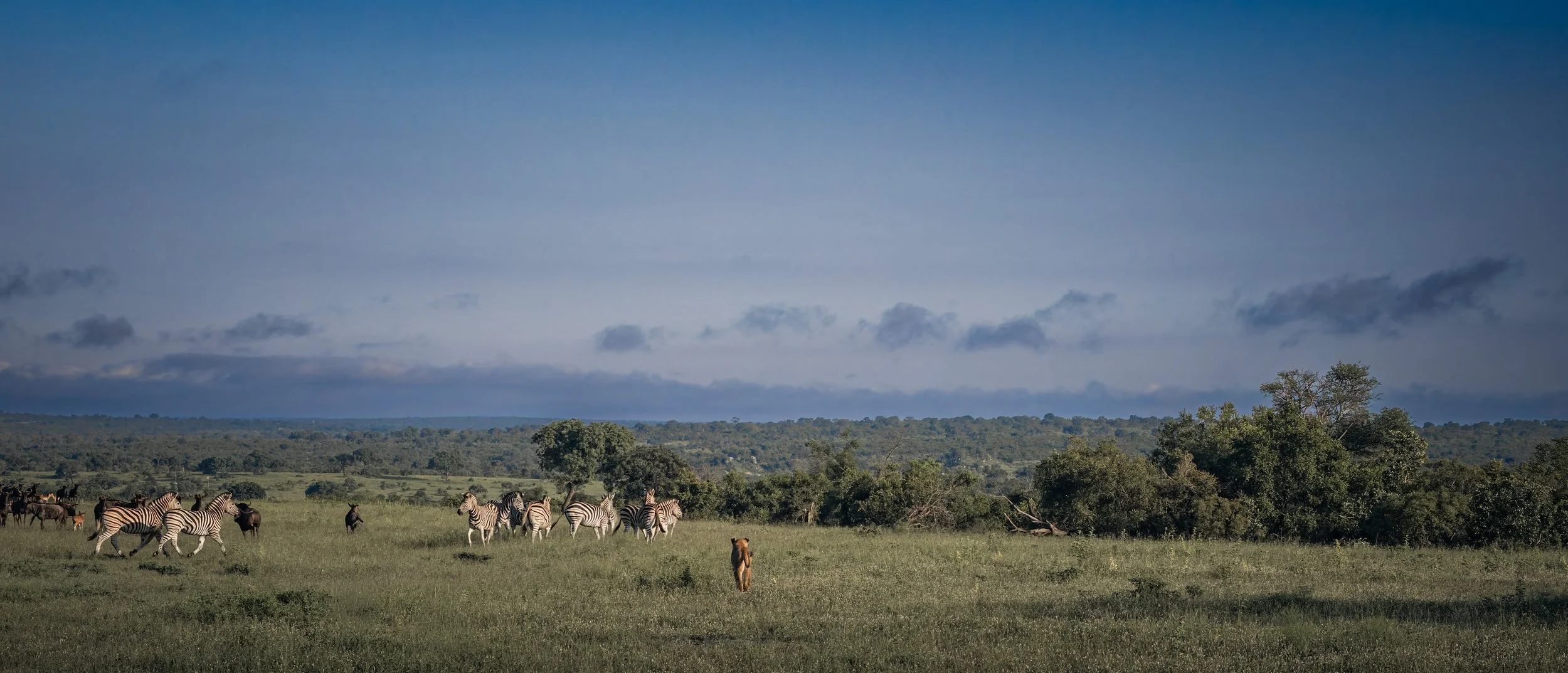 Londolozi Jan 2026 - Optimism -
Canon R6ii 70mm f/14 1/1000s ISO 1250