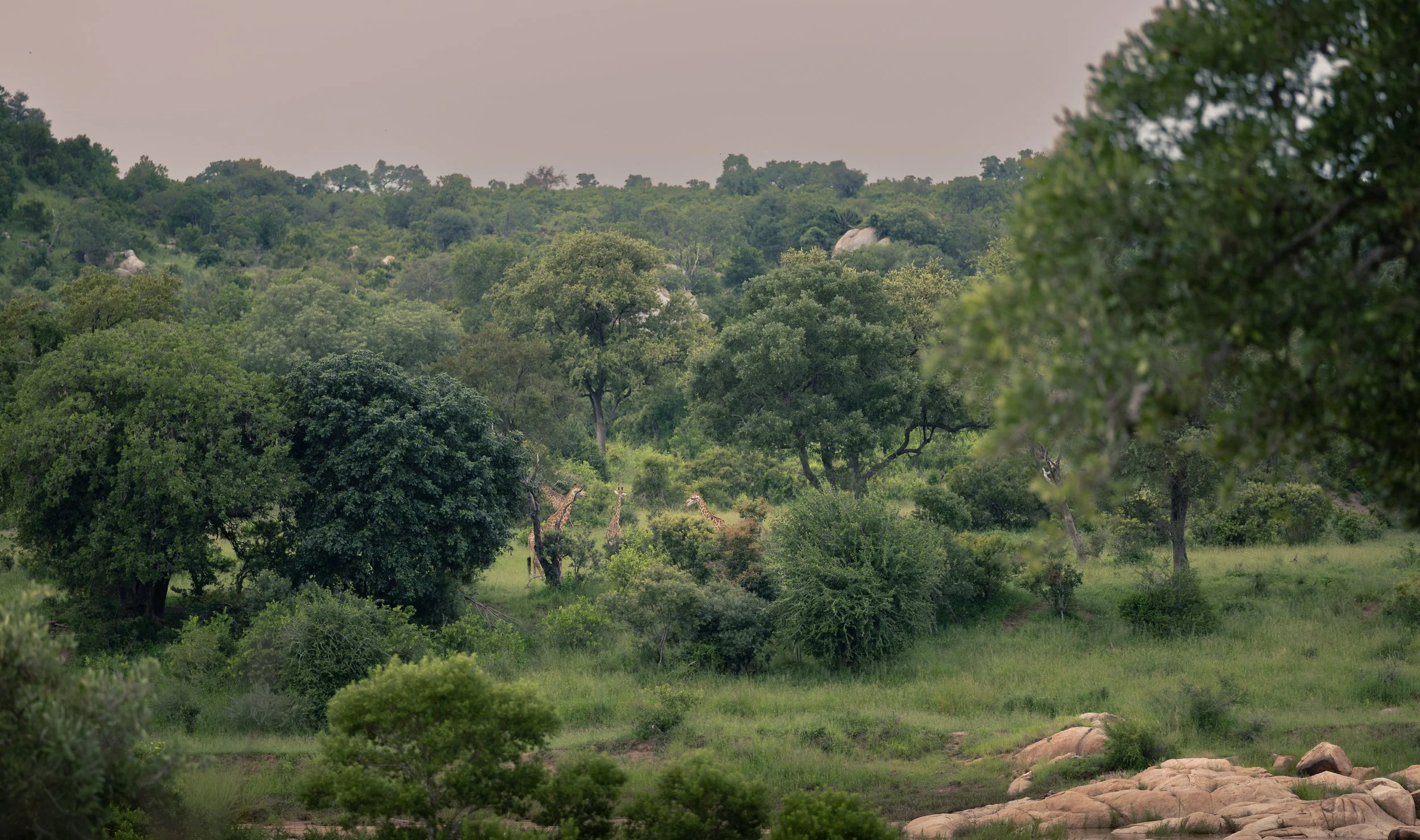 Londolozi Jan 2026 - Tower of Giraffes -
Canon R6ii 200mm f/2.8 1/320s ISO 160