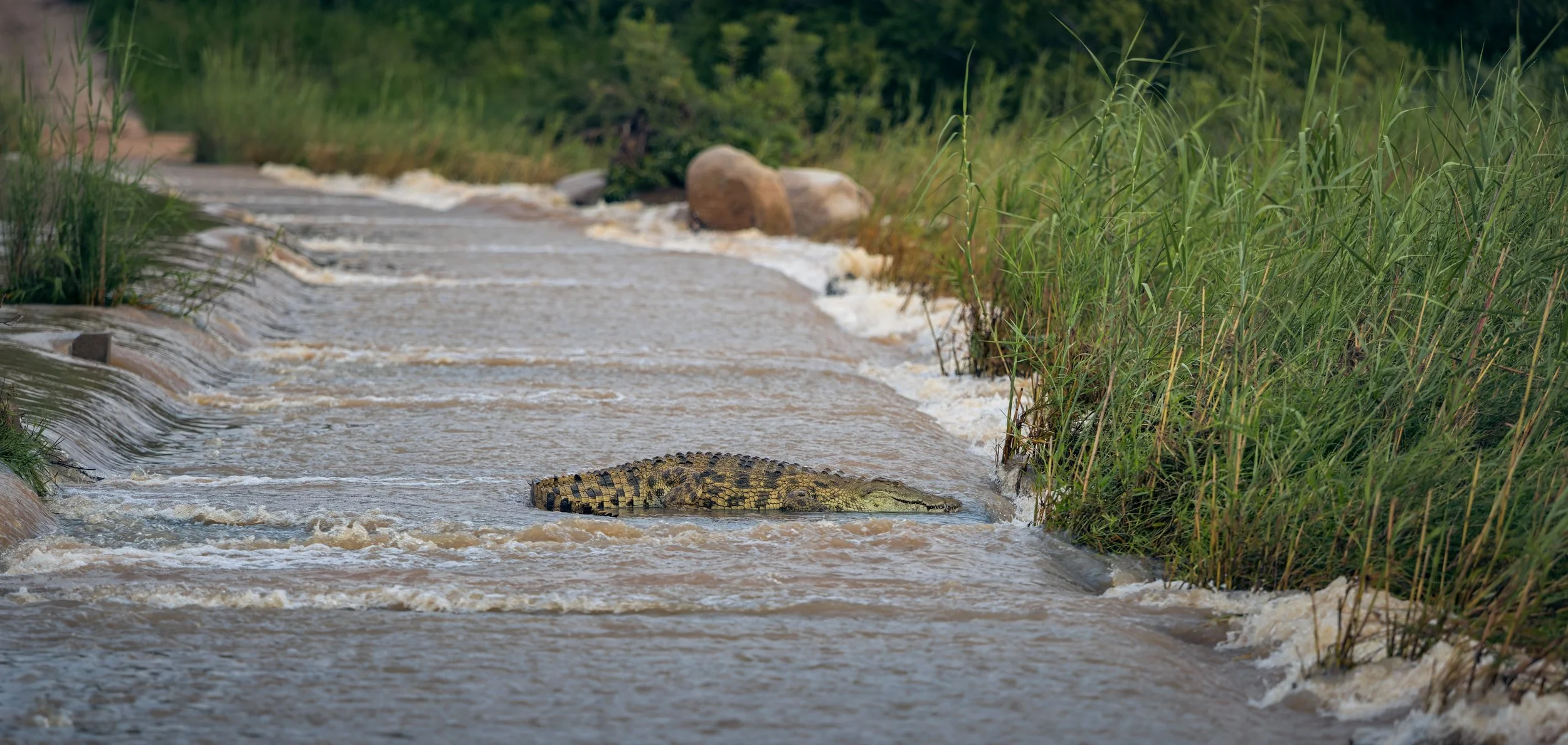 Londolozi Jan 2026 - Croc on the Causeway -
Canon R6ii 150mm f/2.8 1/400s ISO 250