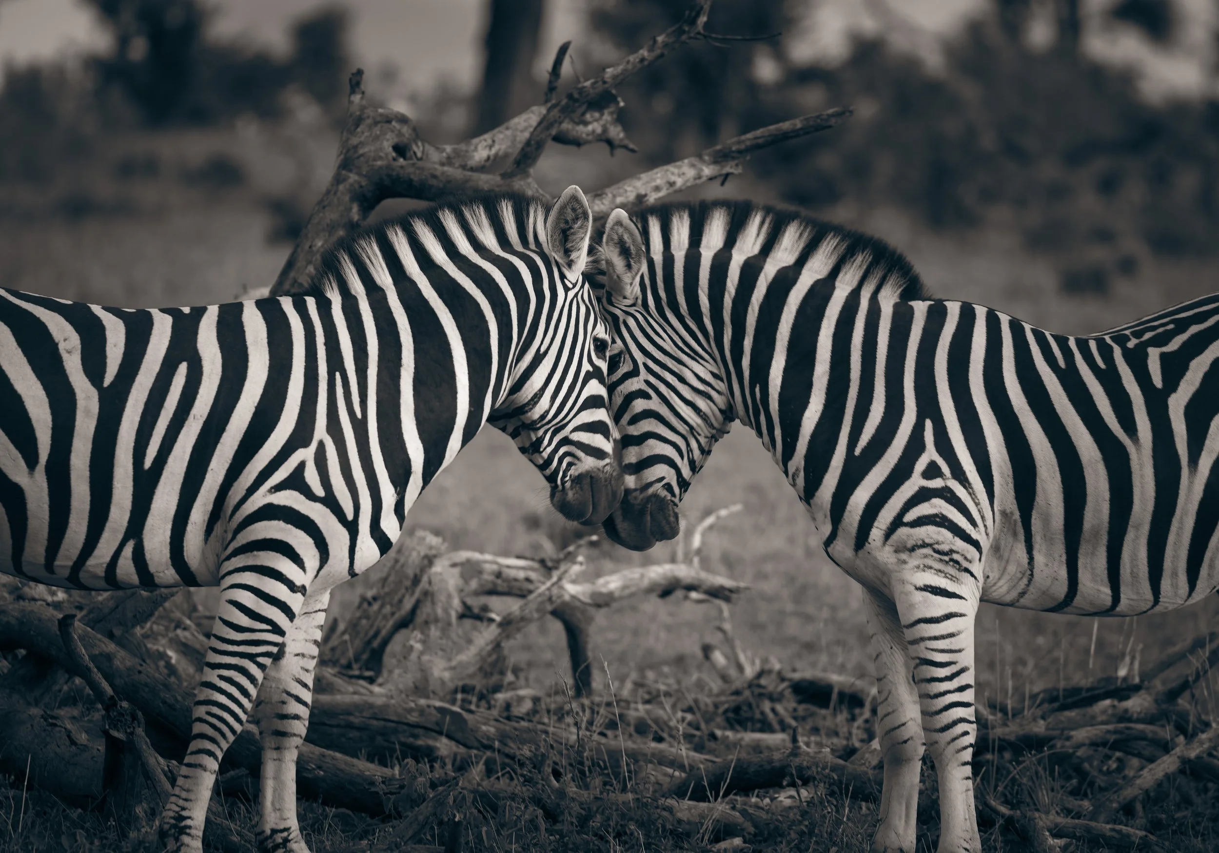 Londolozi Dec 2024 - Zebra Symmetry -
Canon R6ii 472mm f/7.1 1/100s ISO 500