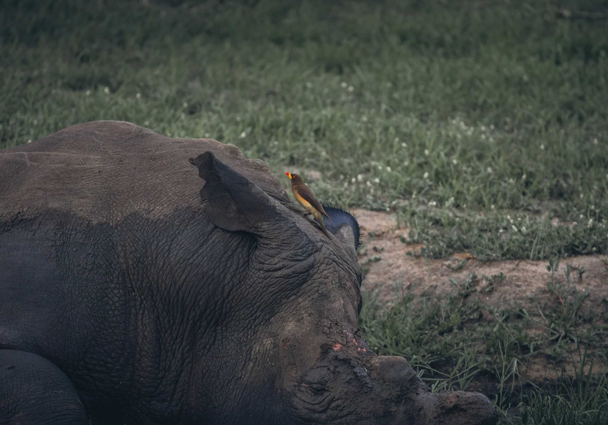 Londolozi Dec 2024 - Yellow-Billed Ox Pecker -
Canon R6ii 500mm f/7.1 1/160s ISO 1600
