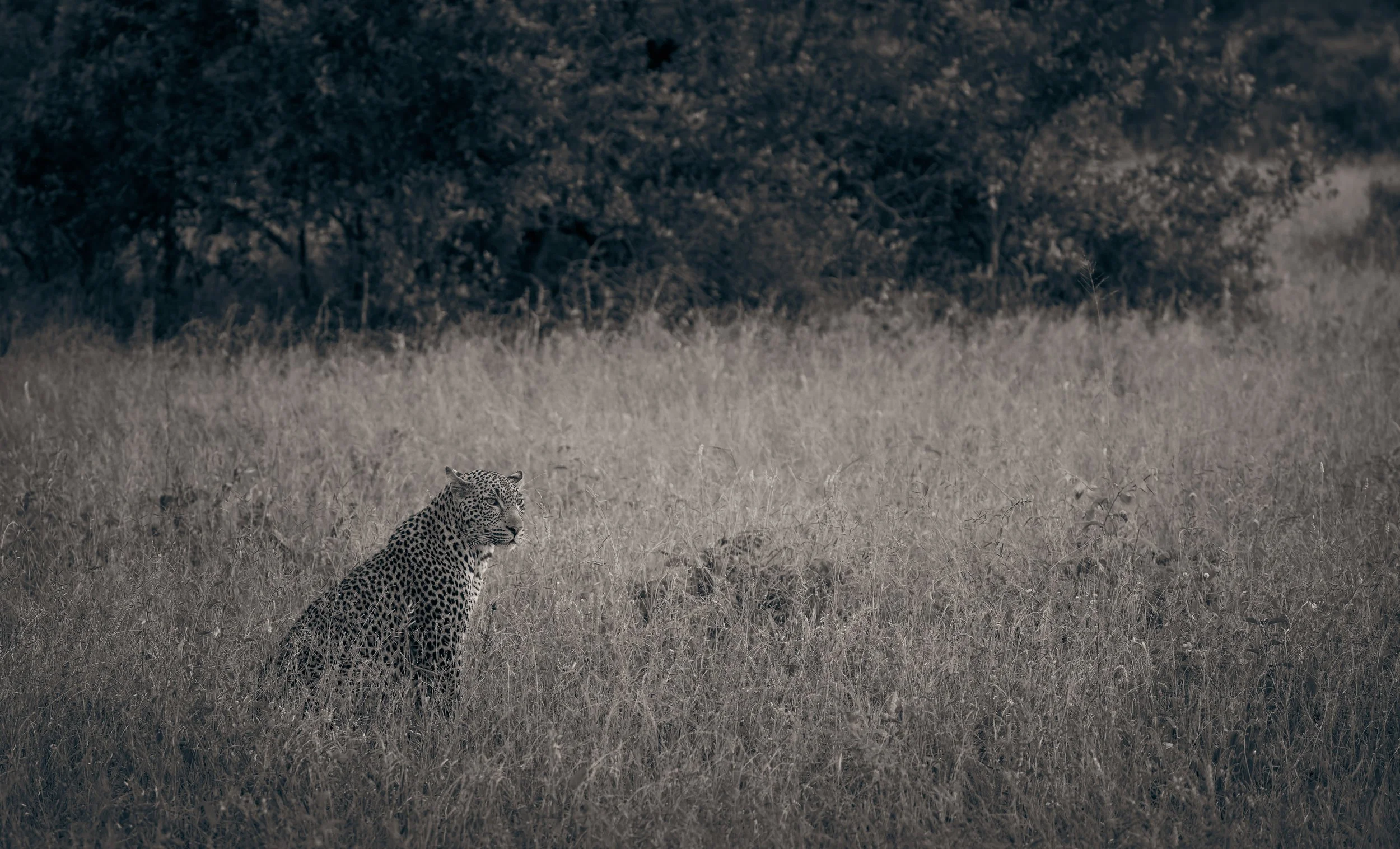 Londolozi Jan 2026 - Shingi Male Leopard -
Canon R5ii 145mm f/4.5 1/800s ISO 4000