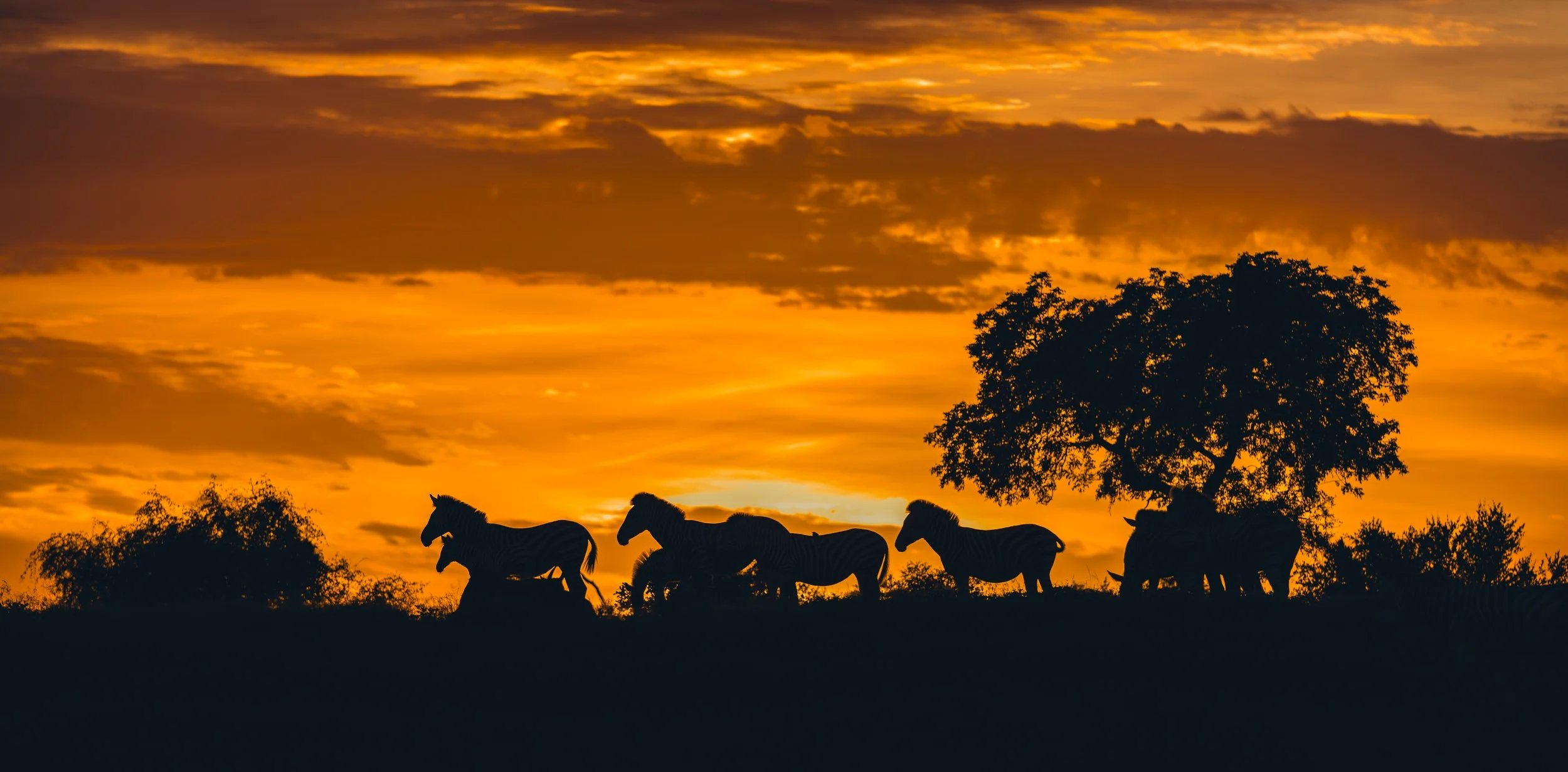 Londolozi Jan 2026 - Golden Hour Zebras -
Canon R6ii 200mm f/2.8 1/2000s ISO 160
