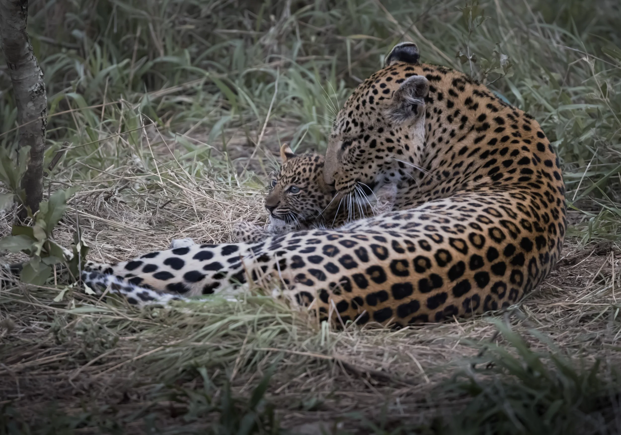 Londolozi Dec 2024 - Ximungwe Female Leopard & Cub - Canon R6ii 500mm f/7.1 1/500s ISO 12800
