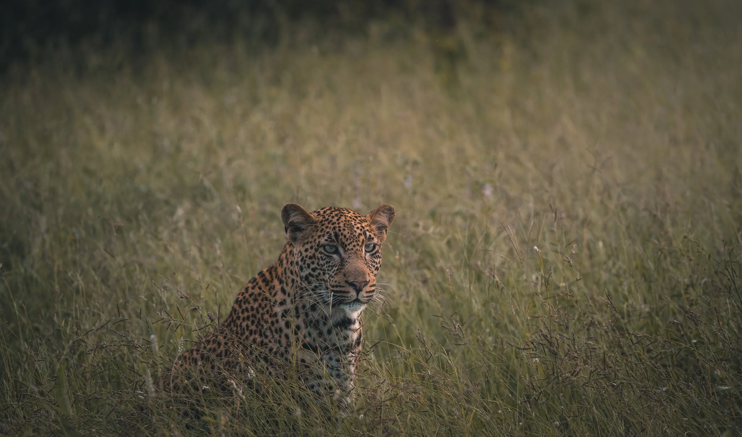 Londolozi Jan 2026 - Shingi Male Leopard -
Canon R5ii 428mm f/6.3 1/800s ISO 6400