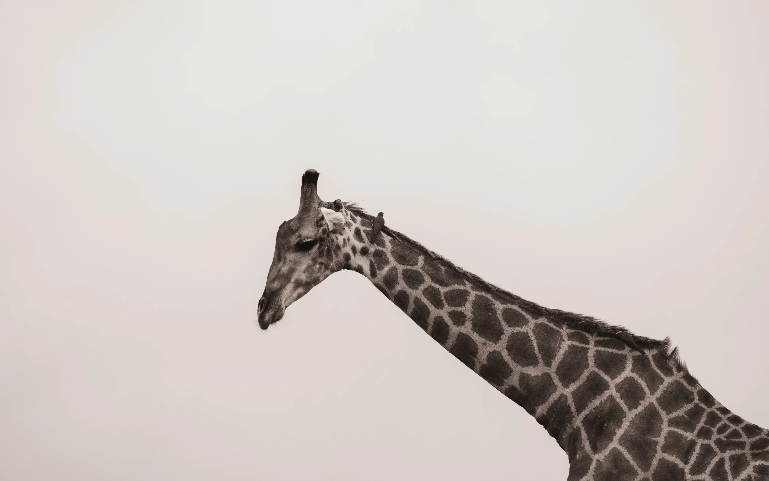 Londolozi Jan 2026 - Giraffe -
Canon R5ii 400mm f/7.1 1/60s ISO 320