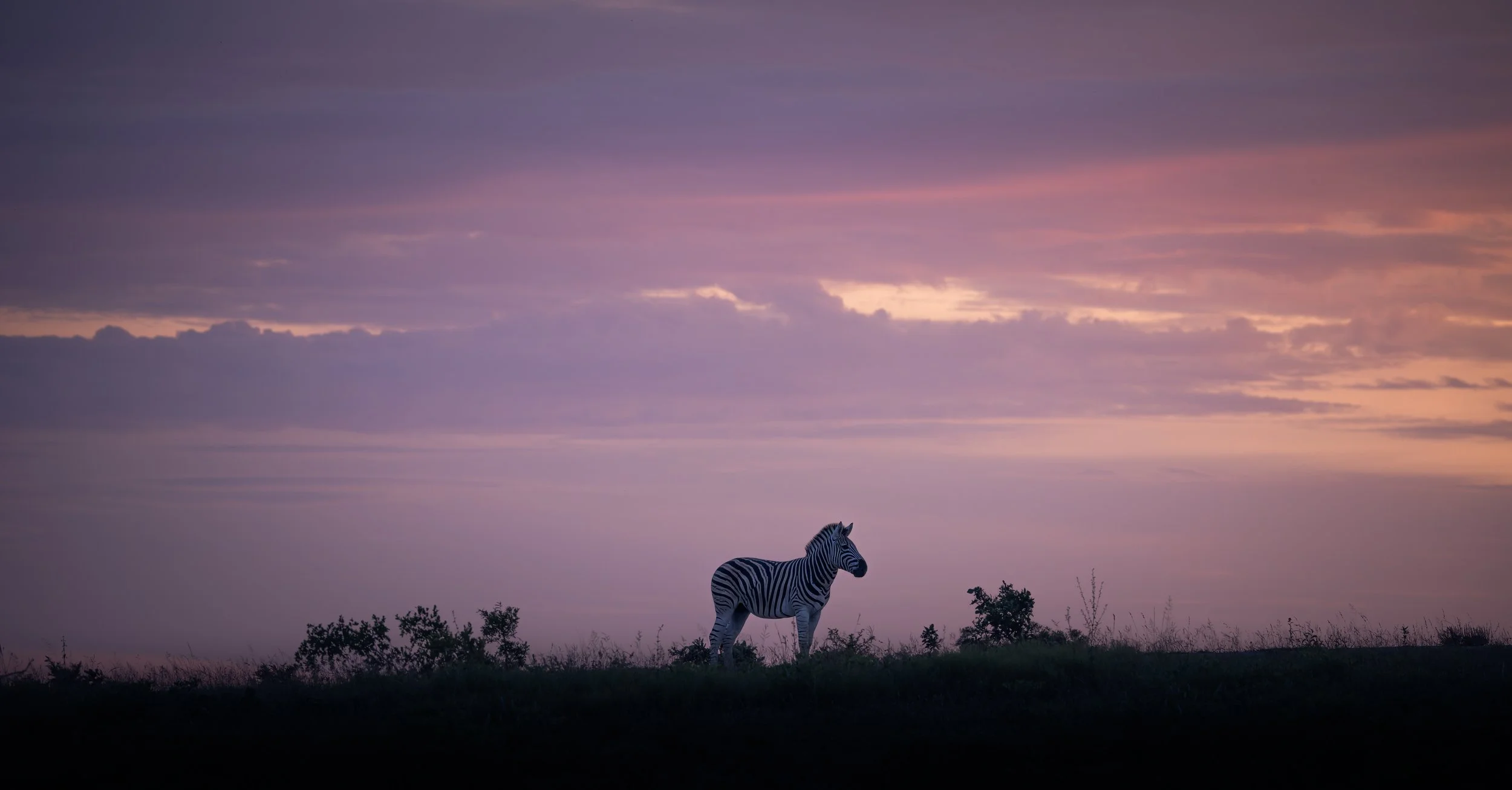 Londolozi Jan 2026 - Zebra Stallion at Dusk -
Canon R5ii 223mm f/6.3 1/500s ISO 1250
