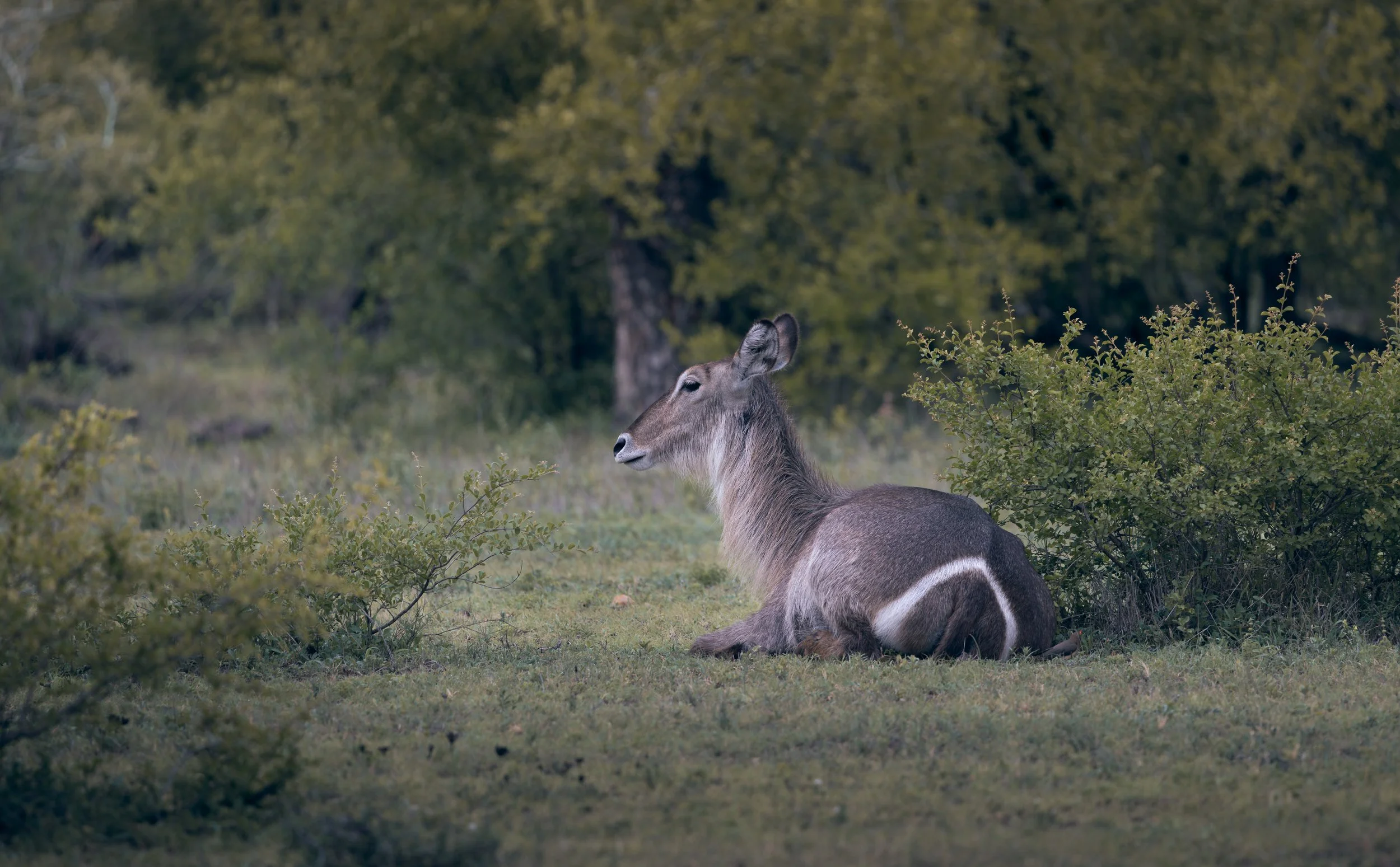 Londolozi Dec 2024 - Female Waterbuck -
Canon R6ii 500mm f/7.1 1/320s ISO 500
