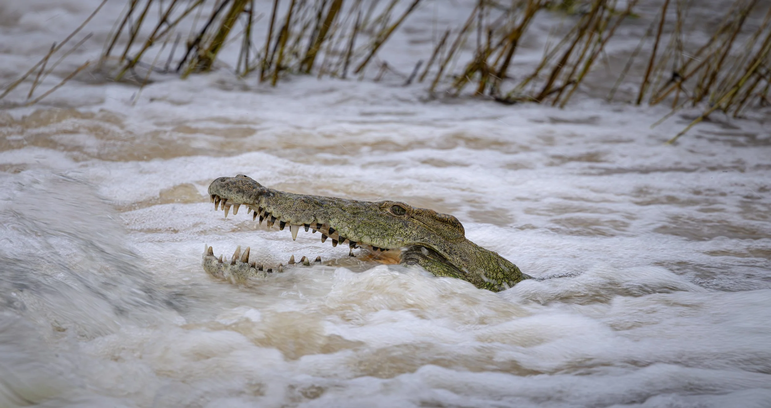 Londolozi Jan 2026 - Croc Fishing -
Canon R5ii 500mm f/7.1 1/125s ISO 500