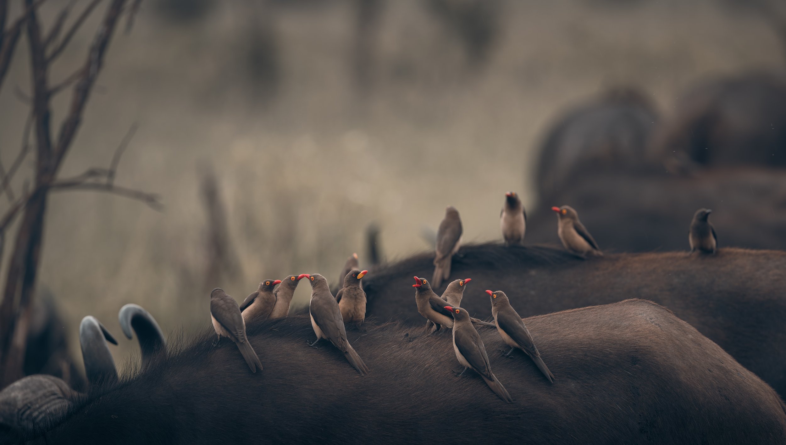 Londolozi Jan 2026 - Red-Billed Ox Peckers -
Canon R5ii 500mm f/7.1 1/125s ISO 640