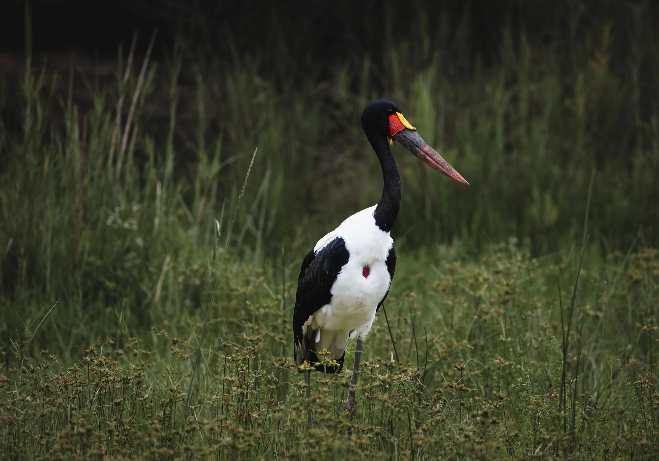 Londolozi Dec 2024 - Saddle Billed Stork -
Canon R6ii 500mm f/7.1 1/320s ISO 1000
