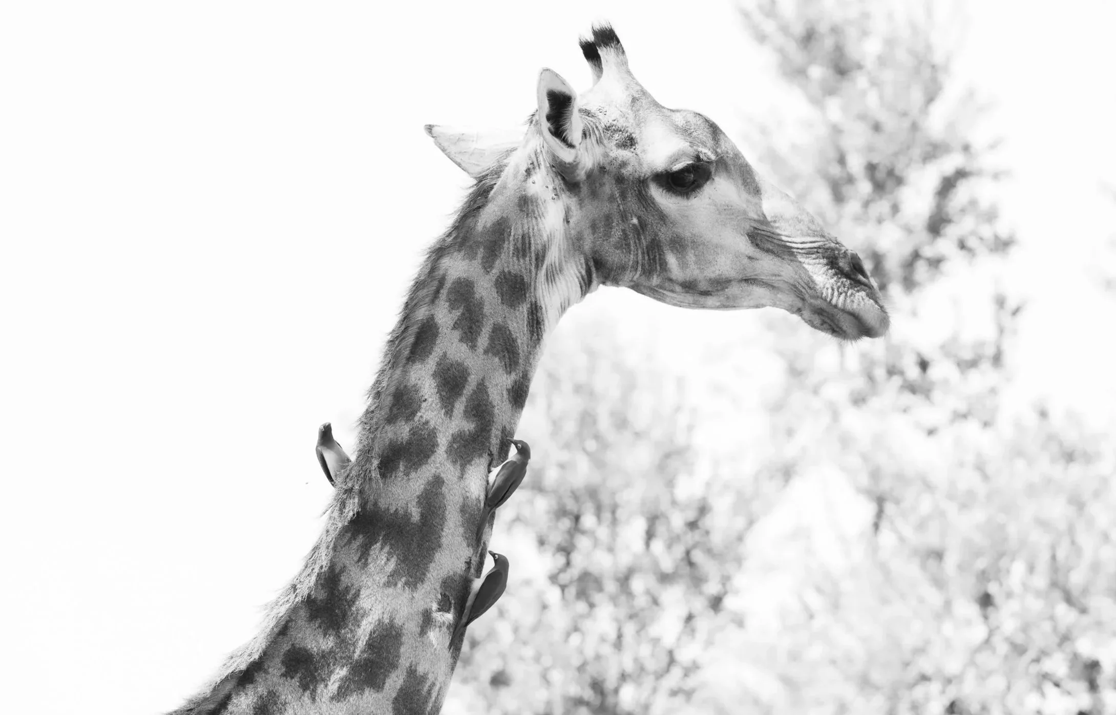 B&W / Monochrome / Sepia