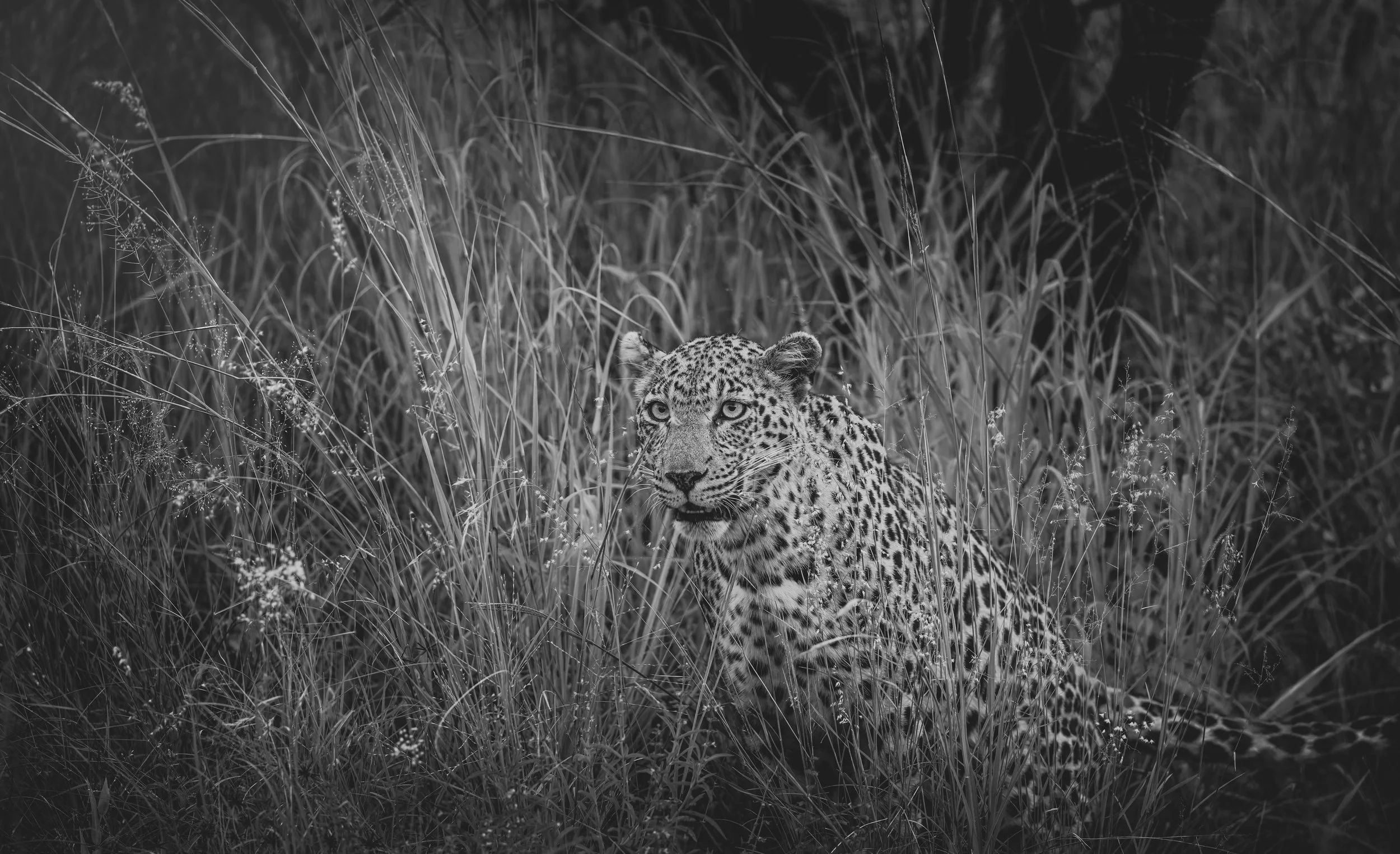 Londolozi Jan 2026 - Shingi Male Leopard -
Canon R5ii 400mm f/6.3 1/125s ISO 5000 