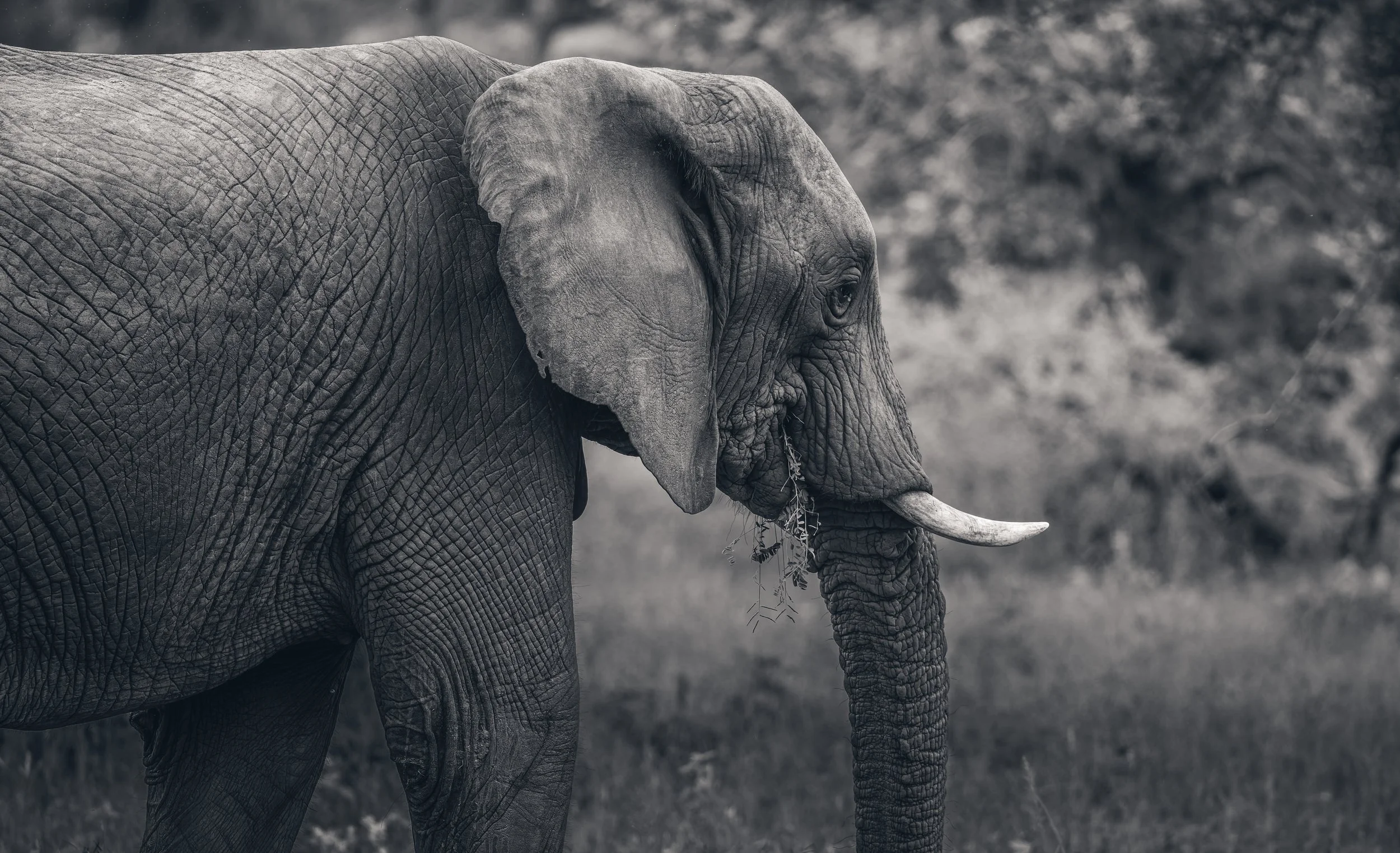 Londolozi Jan 2026 - African Elephant -
Canon R5ii 500mm f/7.1 1/320s ISO 2500
