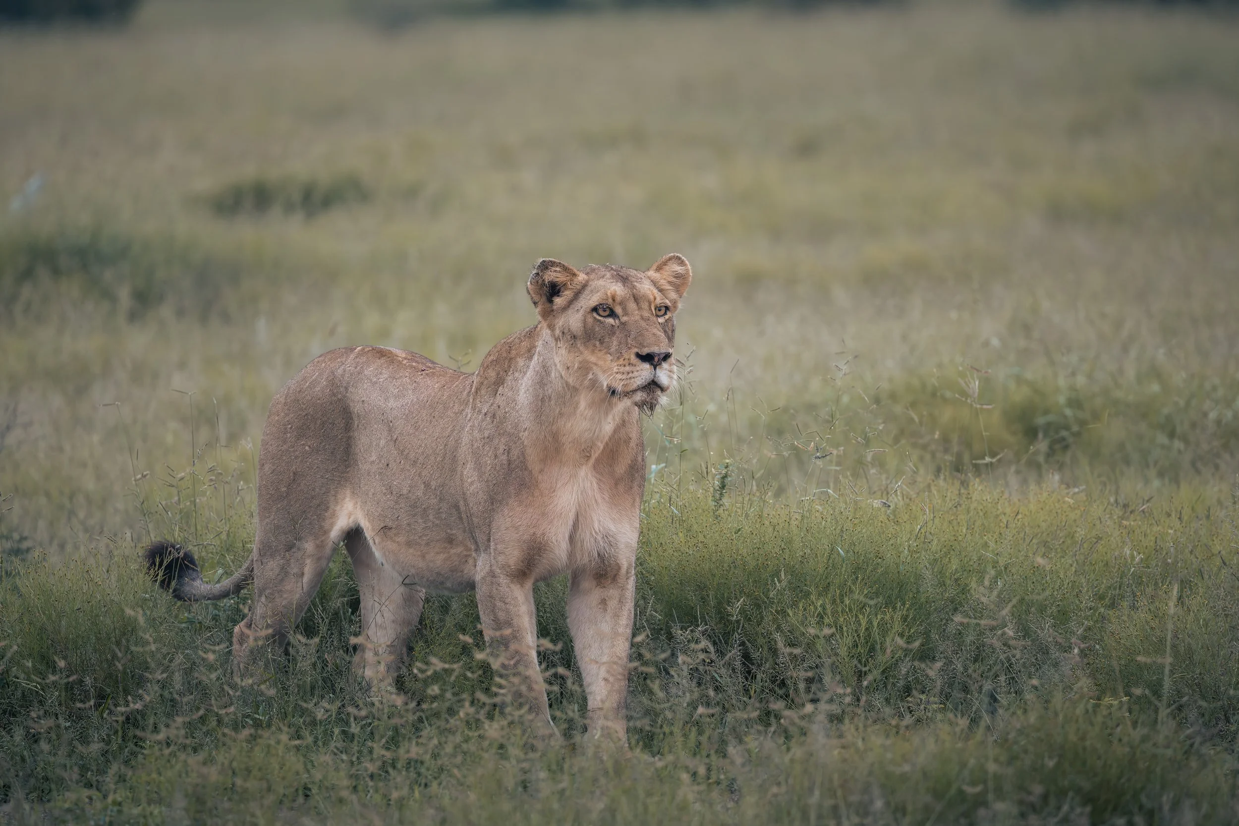 Londolozi Jan 2026 - Huntress -
Canon R5ii 500mm f/7.1 1/320s ISO 4000