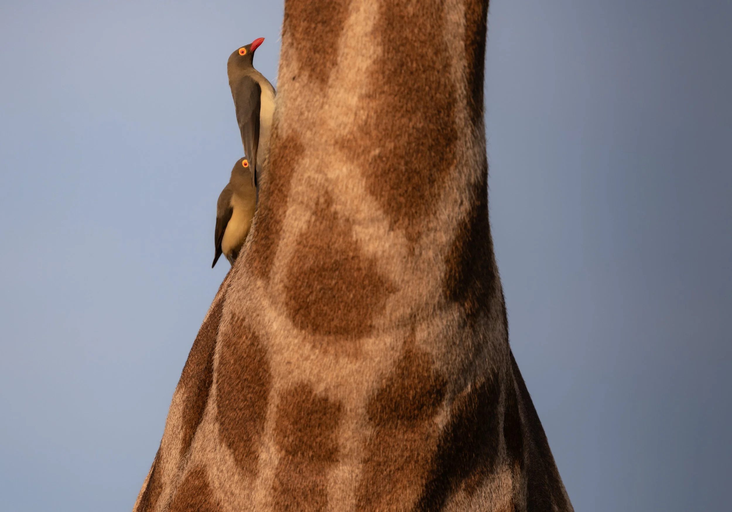 Londolozi Dec 2024 - Red-Billed Ox Pecker -
Canon R6ii 500mm f/7.1 1/640s ISO 250
