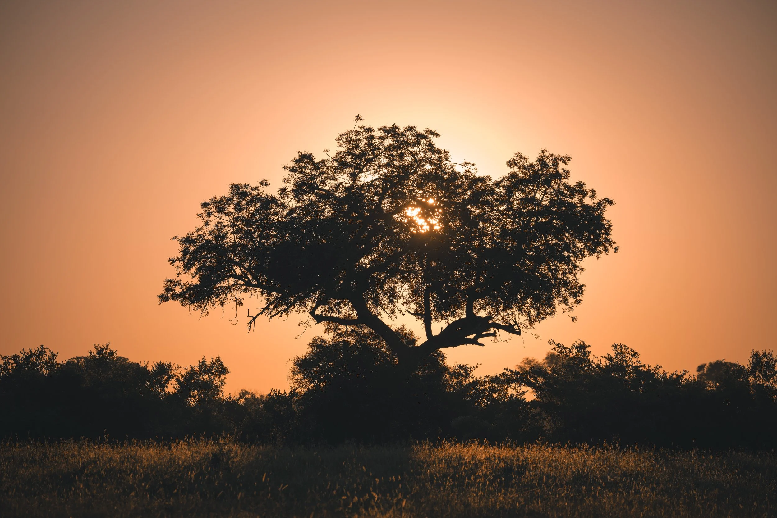 Londolozi Jan 2026 - Dawn Silhouette - 
Canon R5ii 186mm f/5.0 1/800s ISO 100