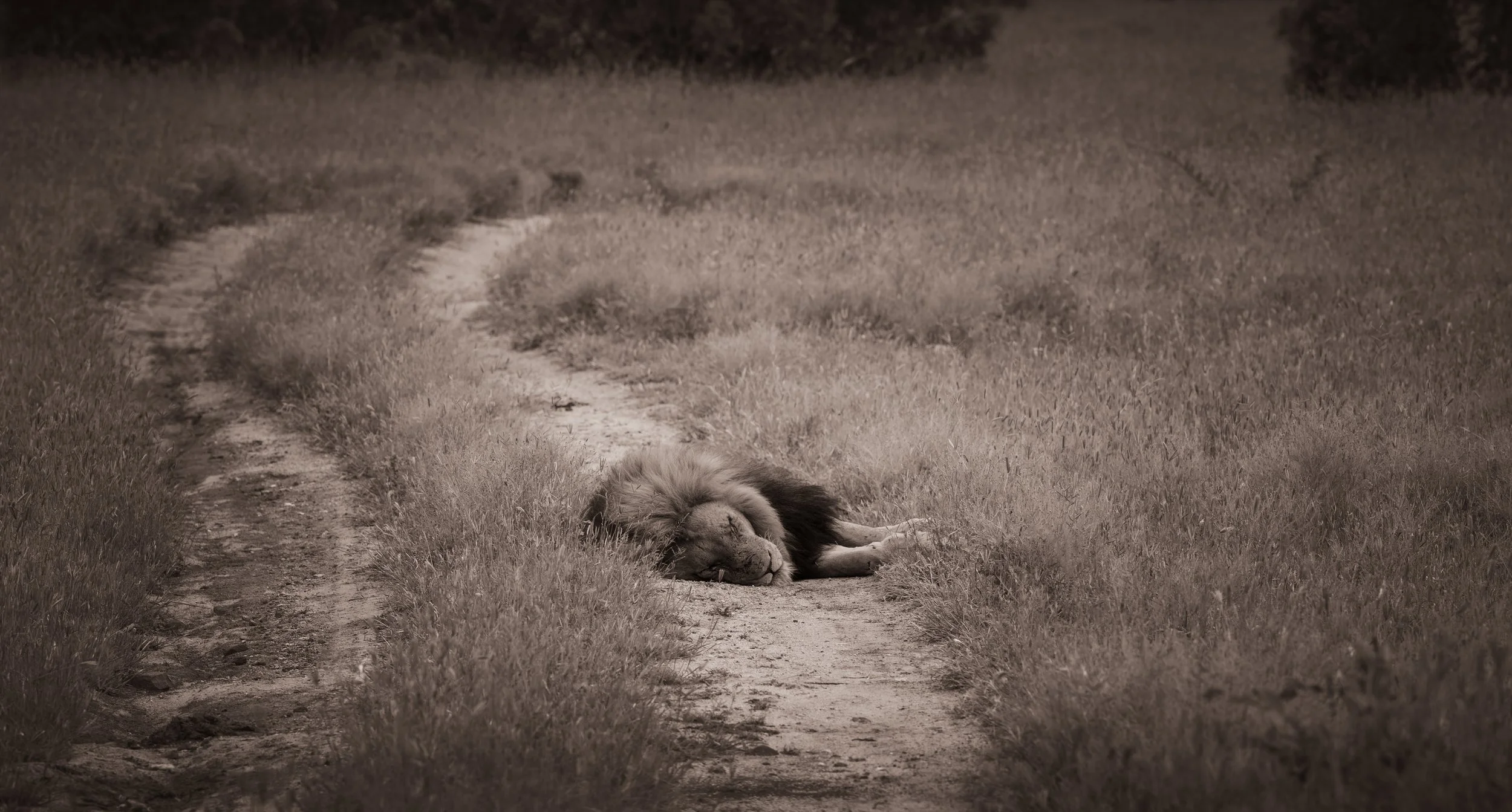 Londolozi Jan 2026 - Plains Camp Male Lion -
Canon R5ii 200mm f/7.1 1/125s ISO 100