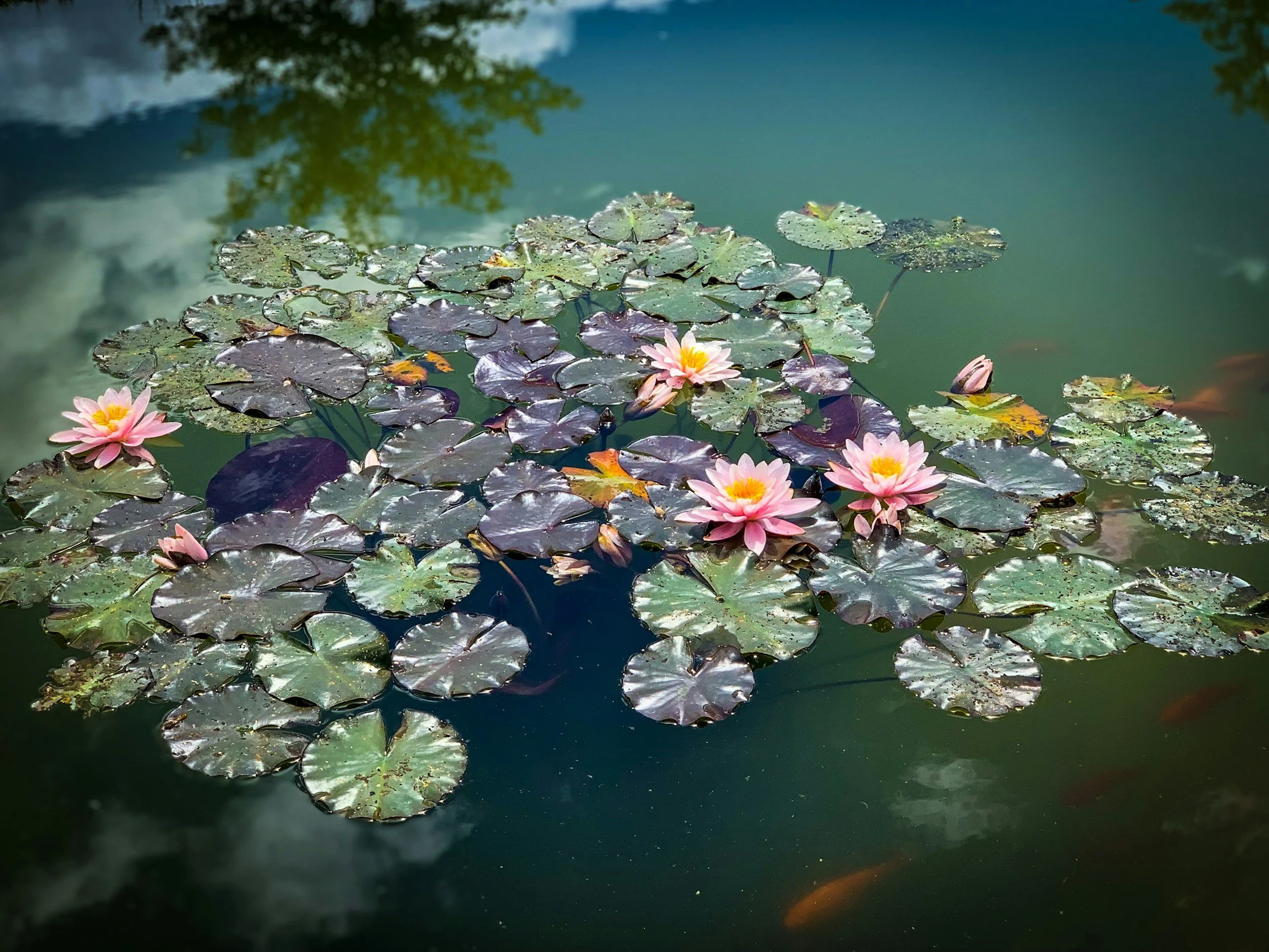Pink water lilies with green lily pads floating on a pond, with fish swimming underneath.
