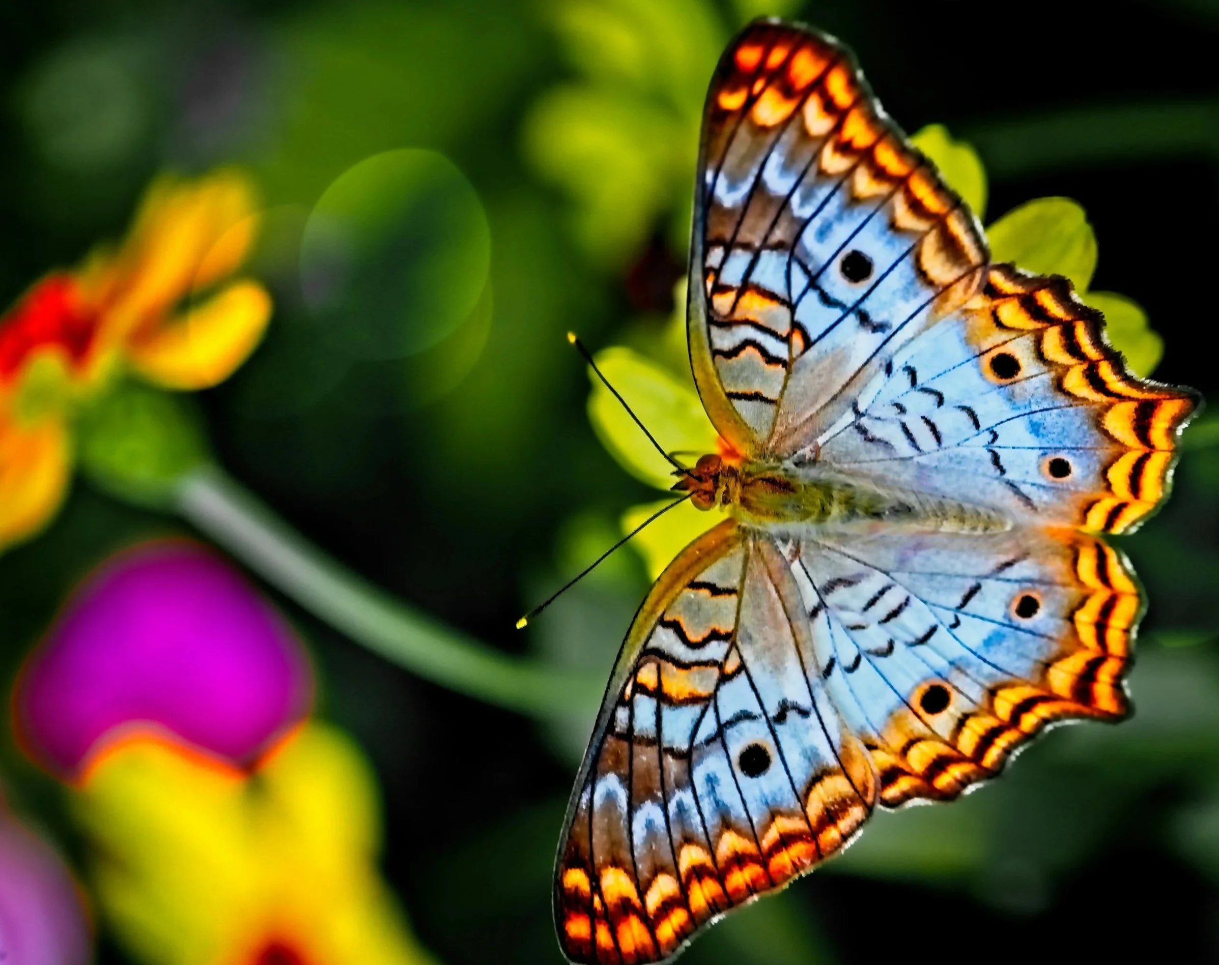 Close-up of a colorful butterfly with orange, blue, and black markings resting on green foliage with pink, yellow, and purple blurred flowers in the background.