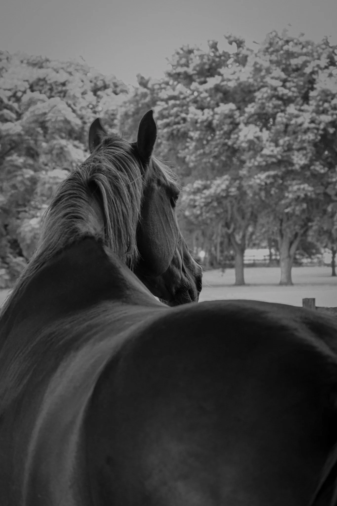 A black-and-white photograph of a horse with a background of trees and open field.