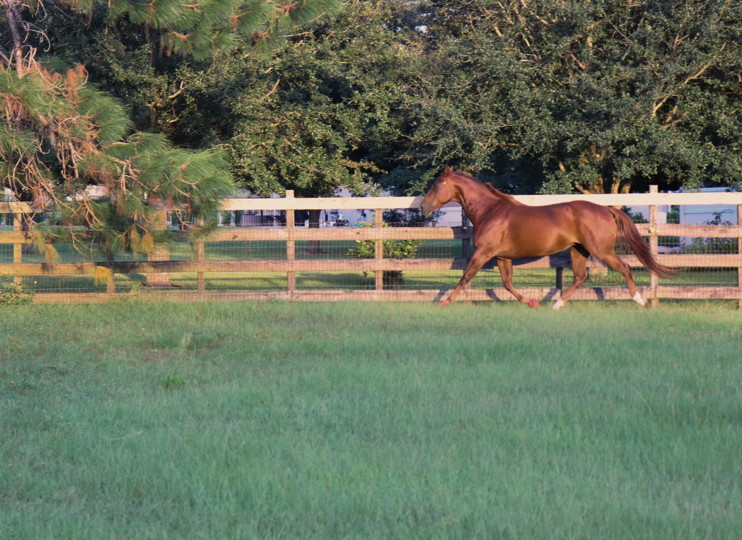A brown horse trotting in a grassy field with a wooden fence and large tree in the background.