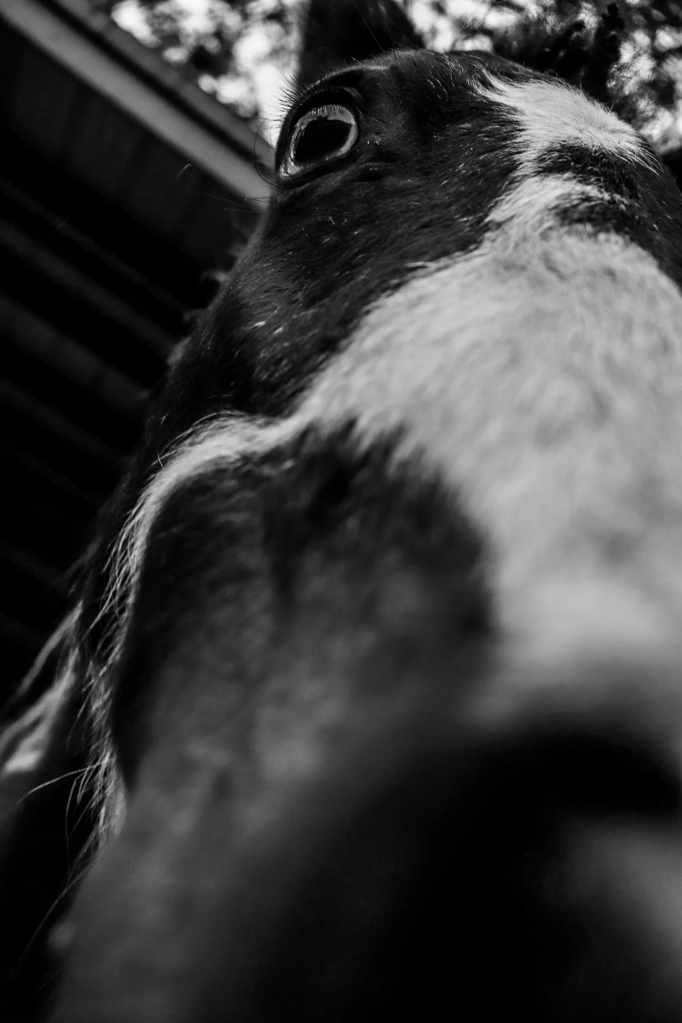 Close-up of a dog's face, showing one eye and part of its nose, in black and white.