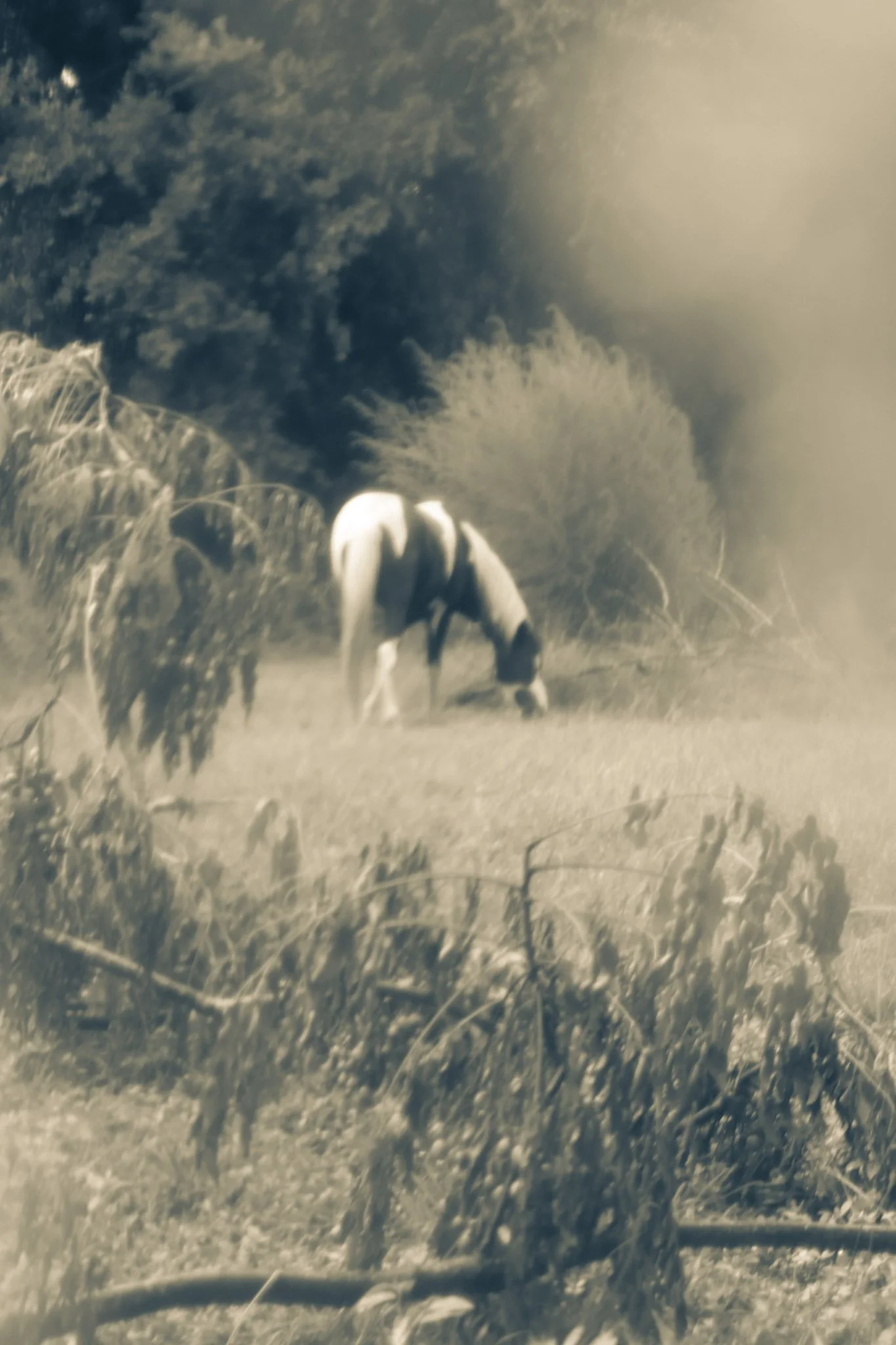 A black and white photo of a horse grazing on a grassy field with trees and shrubbery in the background, illuminated by sunlight.