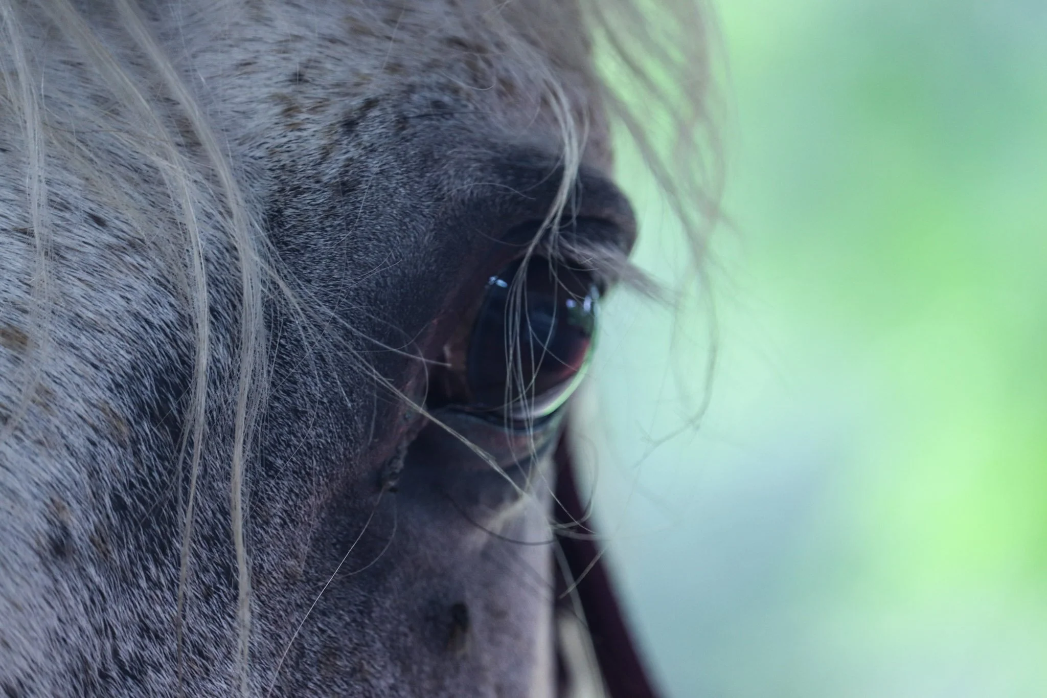 Close-up of a horse's face, showing eye, eye lashes, and part of its face, with a blurred green background.