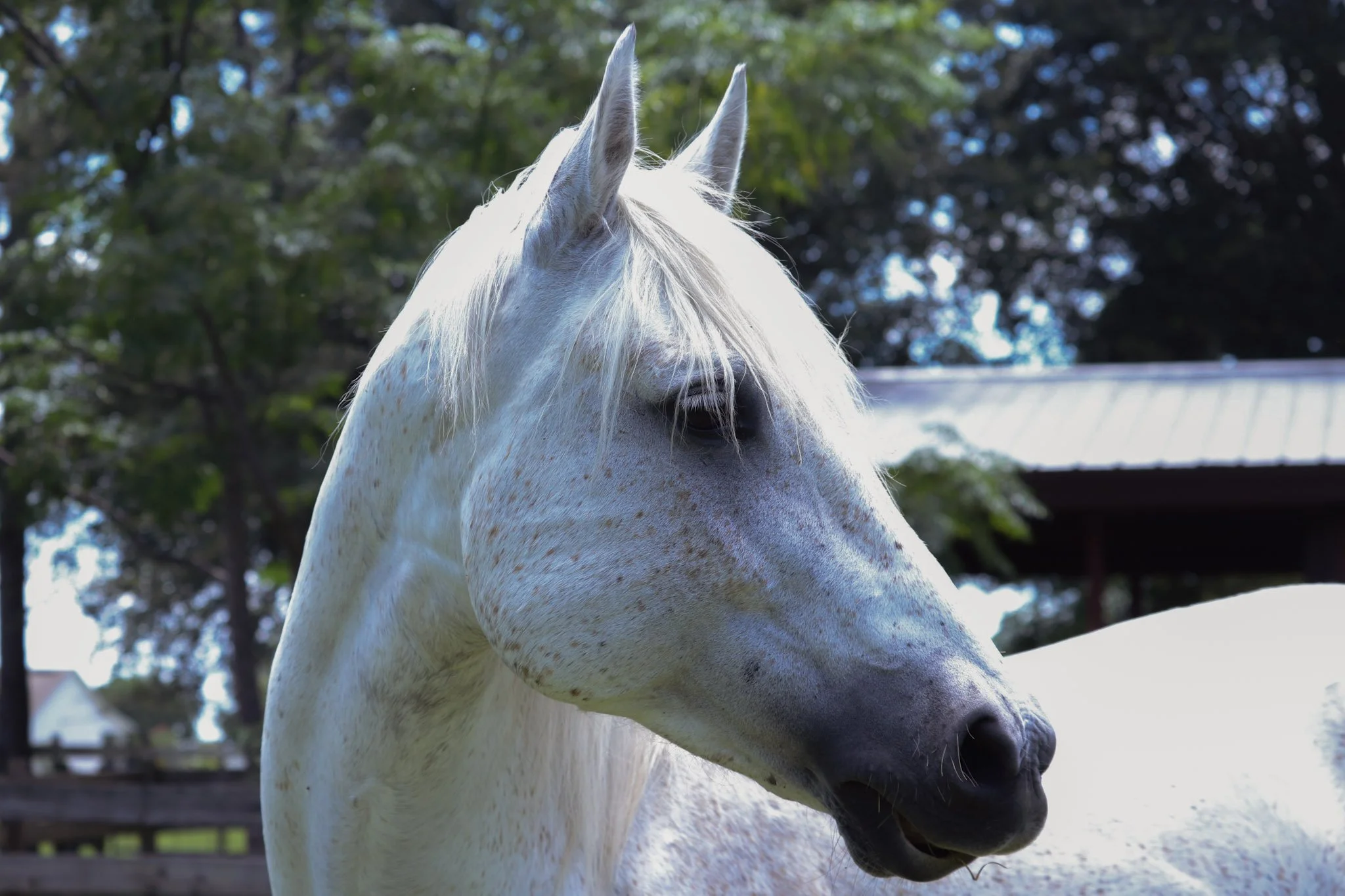 Close-up of a white horse with a long mane outdoors, with trees and a fence in the background.