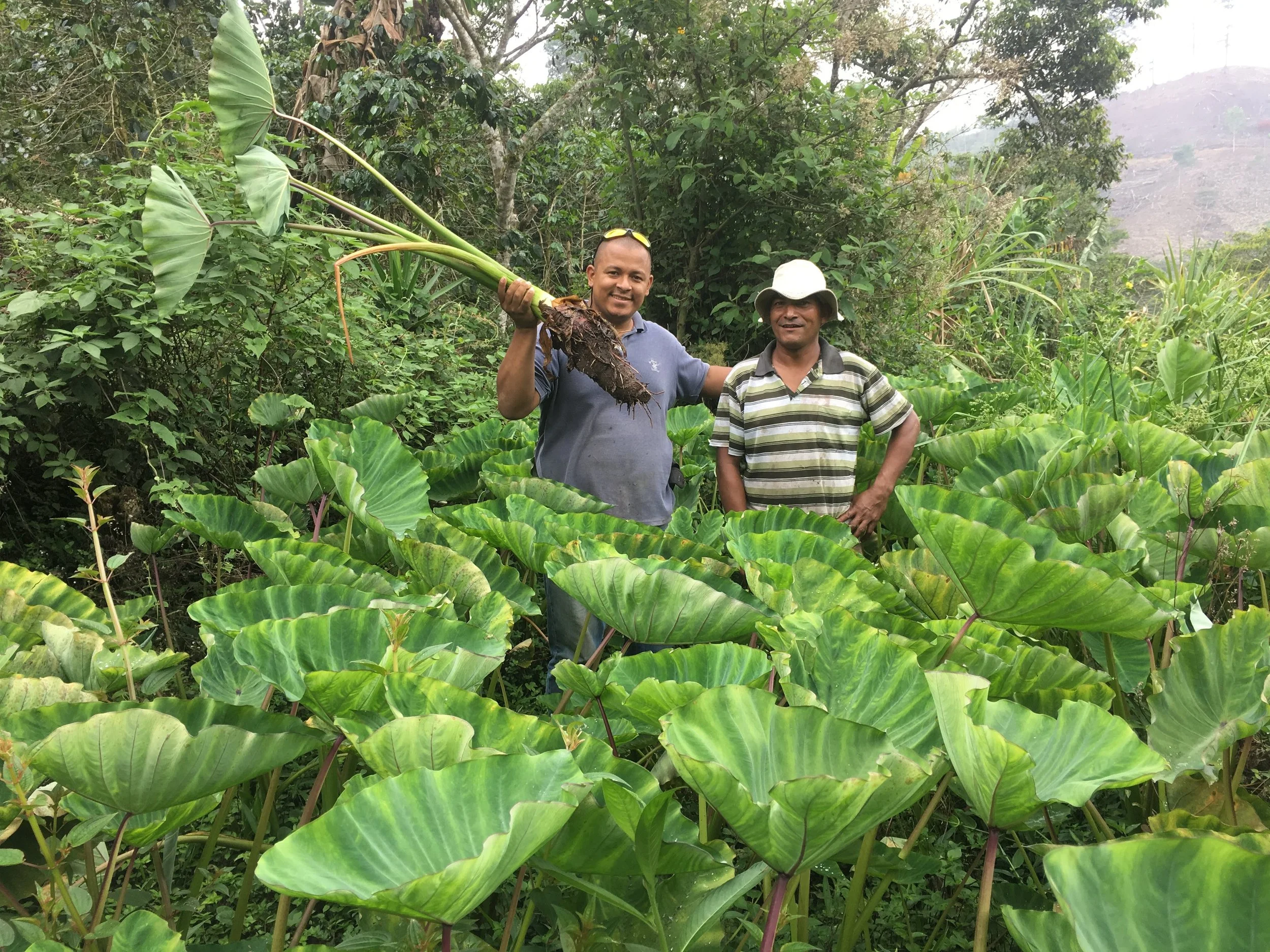 Subsistence Farmer selling his crop through our Co-op movement. 
