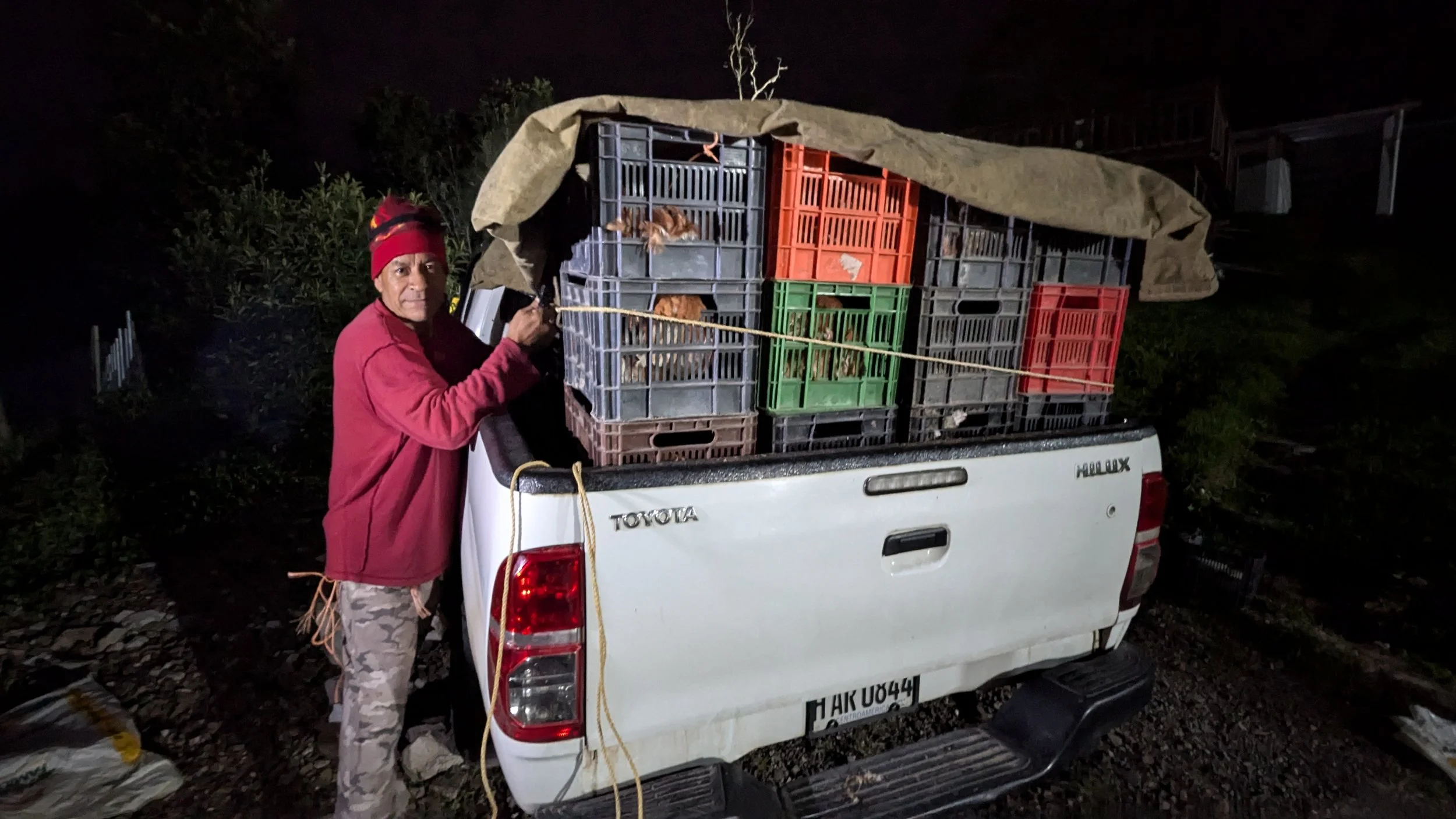 Transporting Laying Hens early in the morning