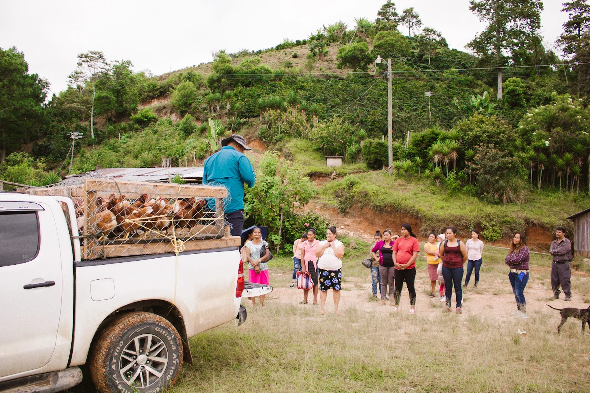 Laying hen recipients hearing the biblical gospel.