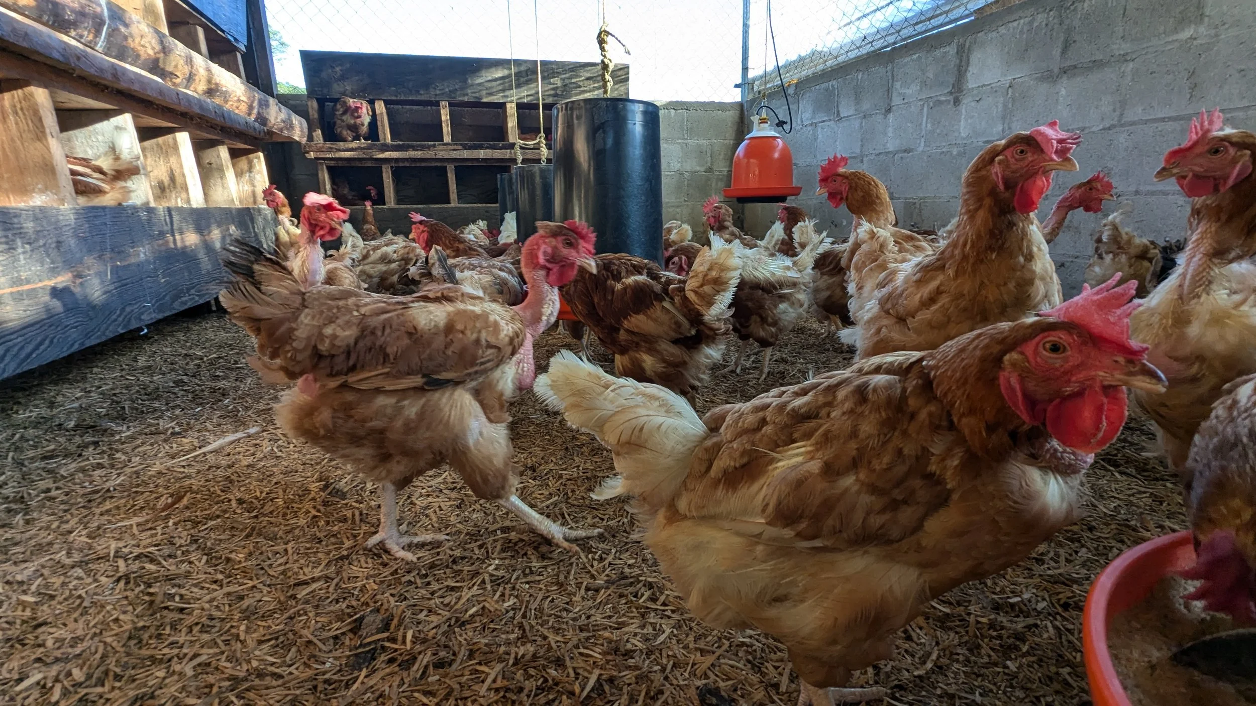Laying Hens producing eggs to produce funds for the ministry.