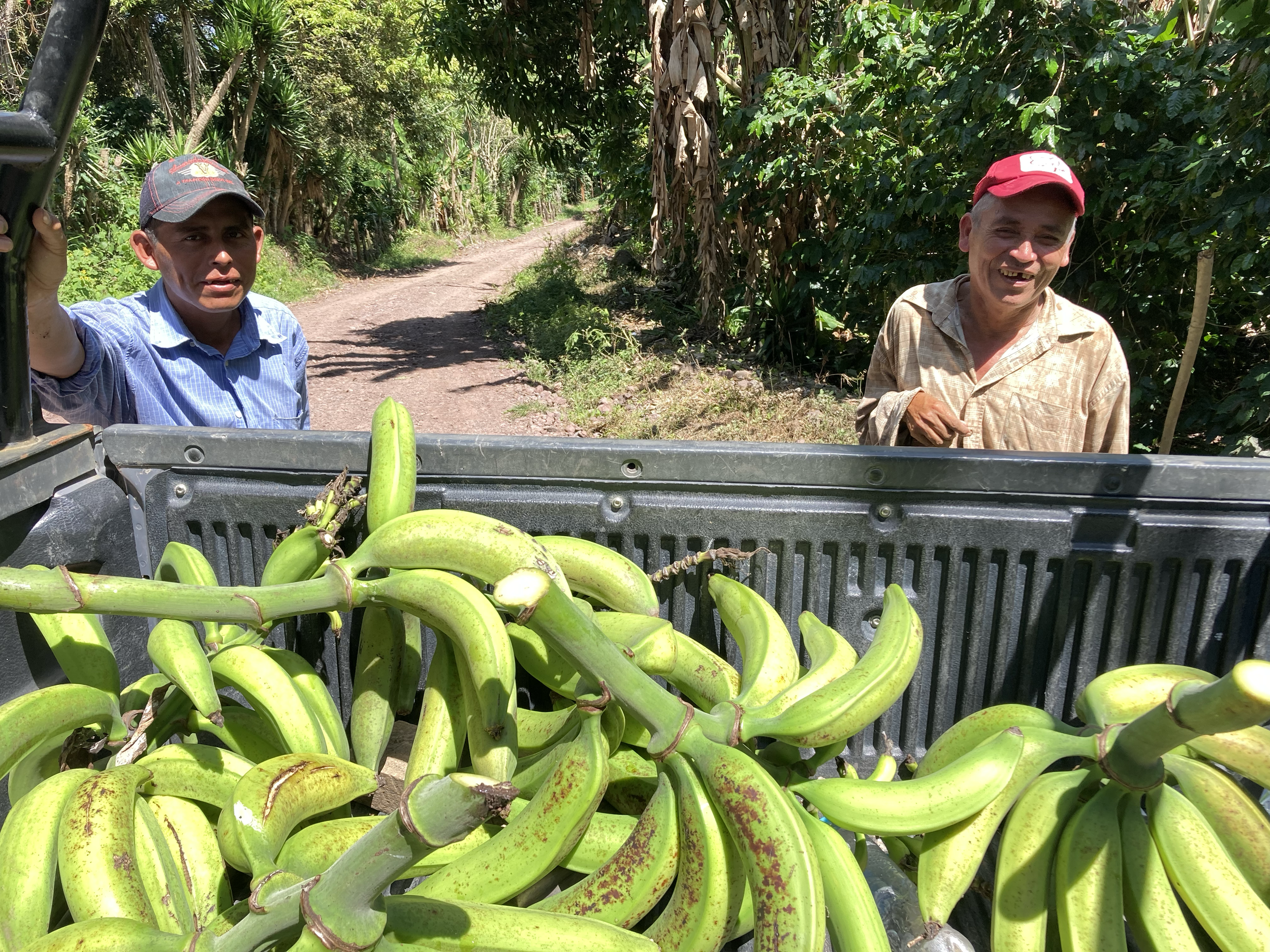 Subsistence farmers selling their plantain crop through our co-op movement. 
