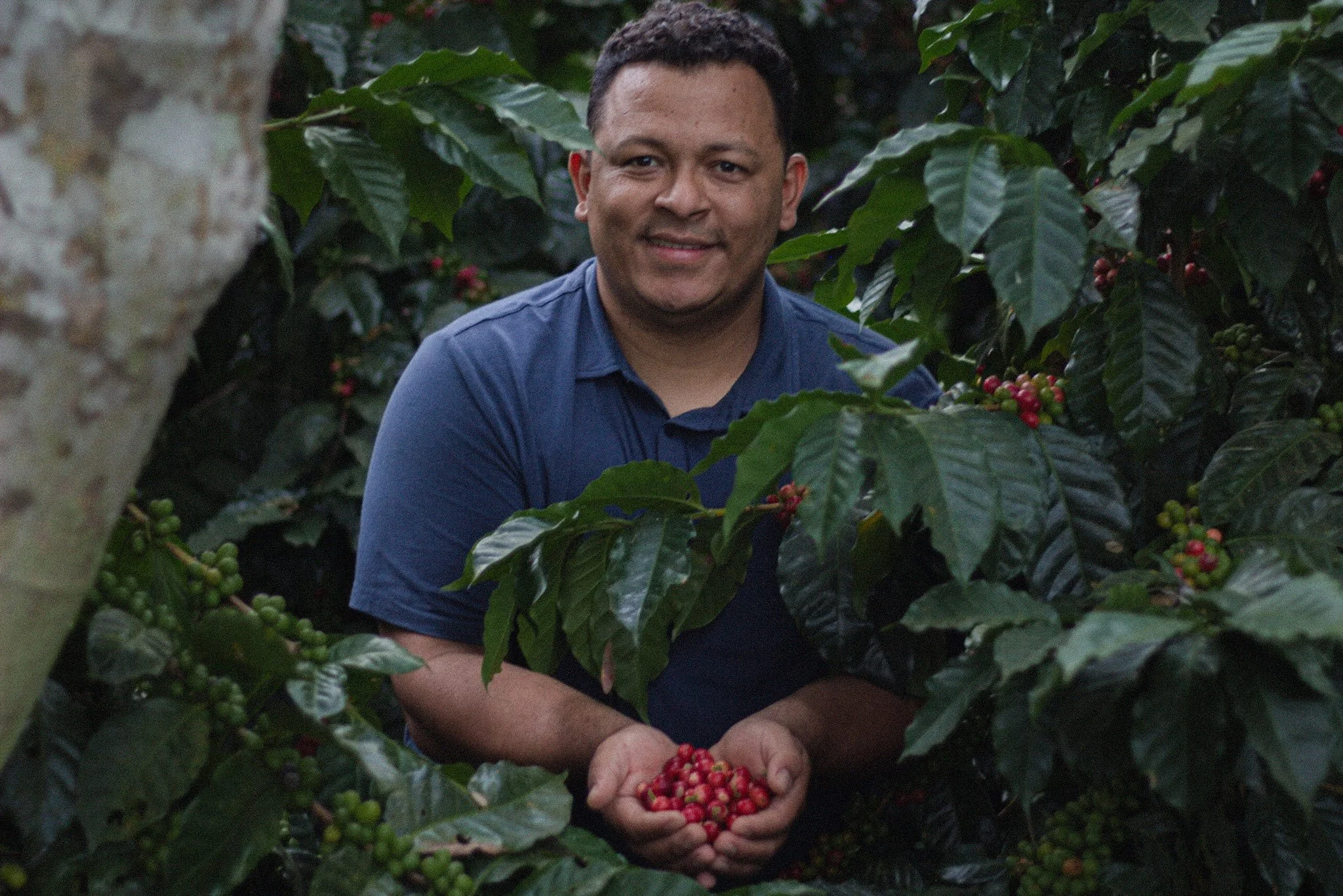 Job showing coffee cherries