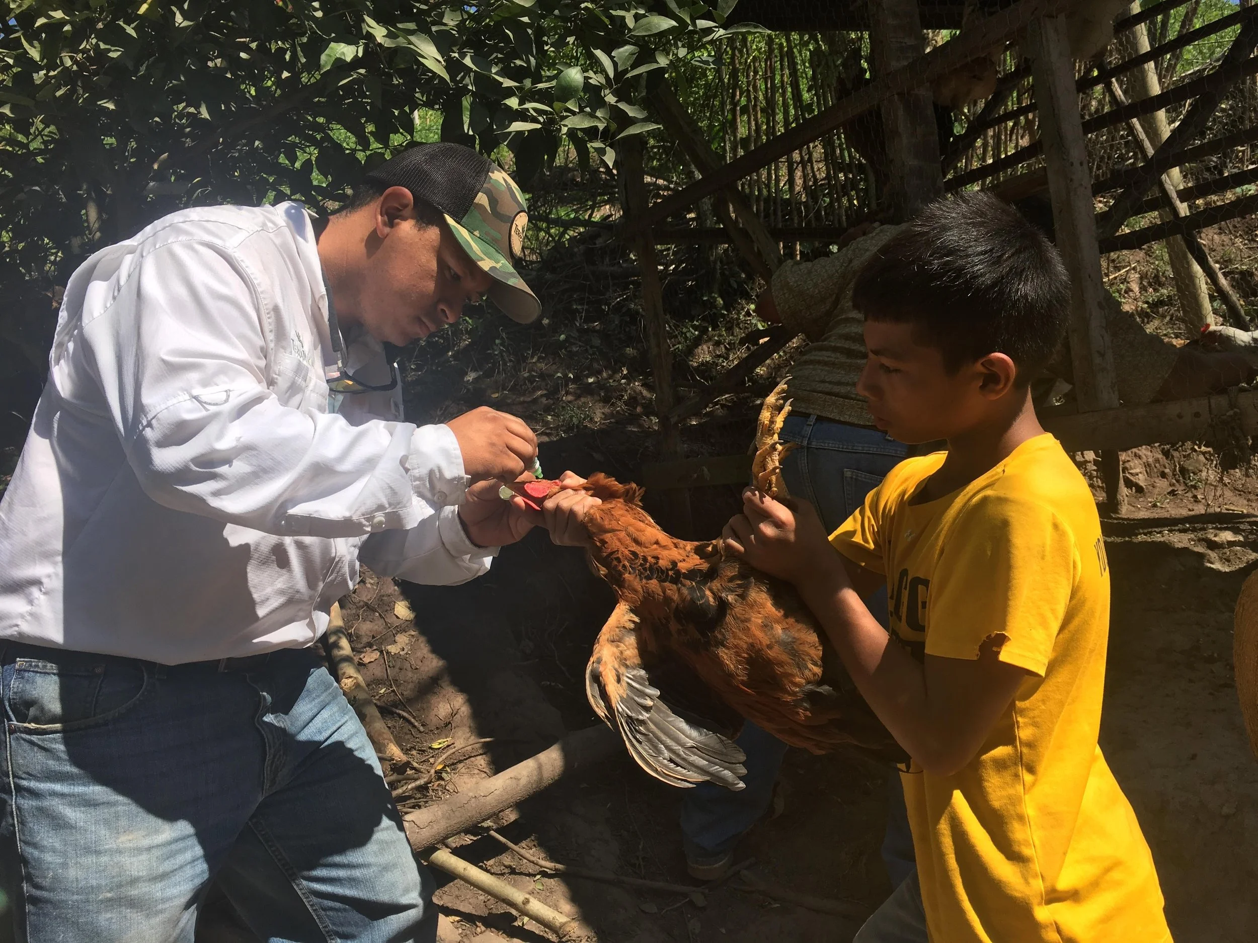 Assisting laying hen owners to treat their birds