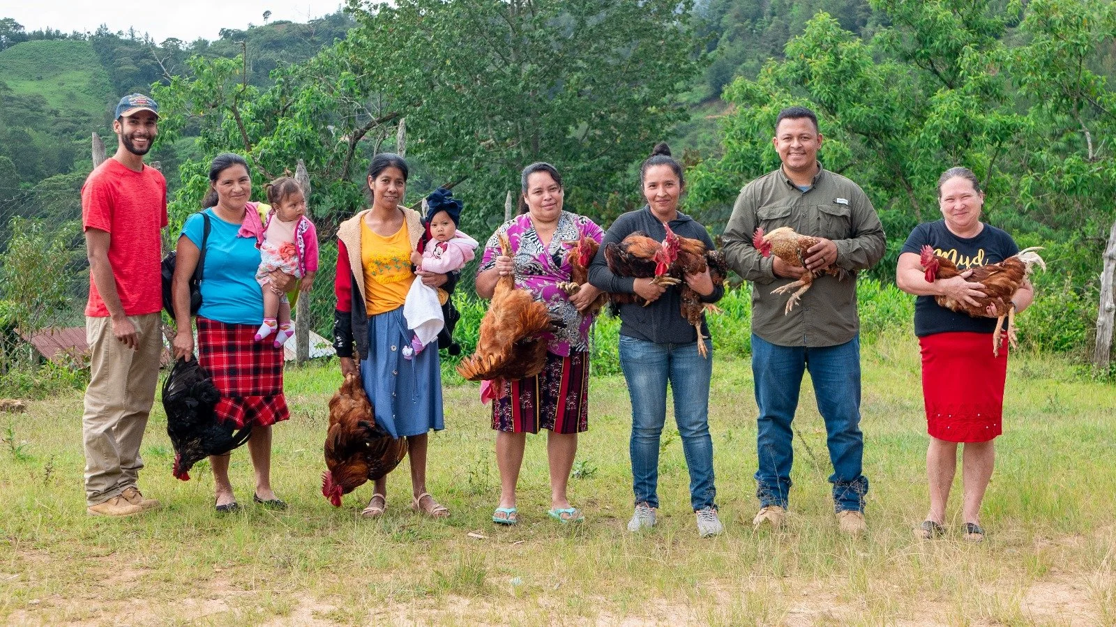 Rooster donation to subsistence farmers to increase their amount of chicken flock 