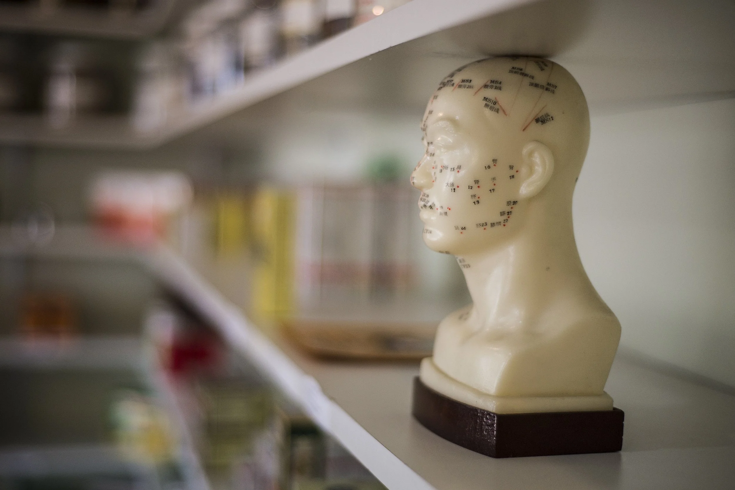 Chinese Acupuncture Meridian Model on Herbal Shelf