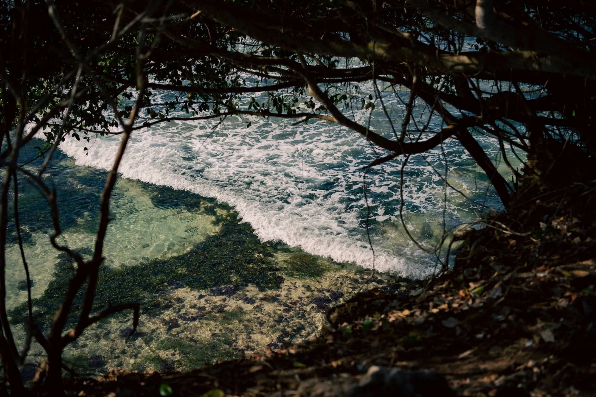 an ocean view surrounded by forested trees
