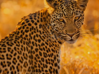 South Africa: African Roars- Big 5 to Victoria Falls