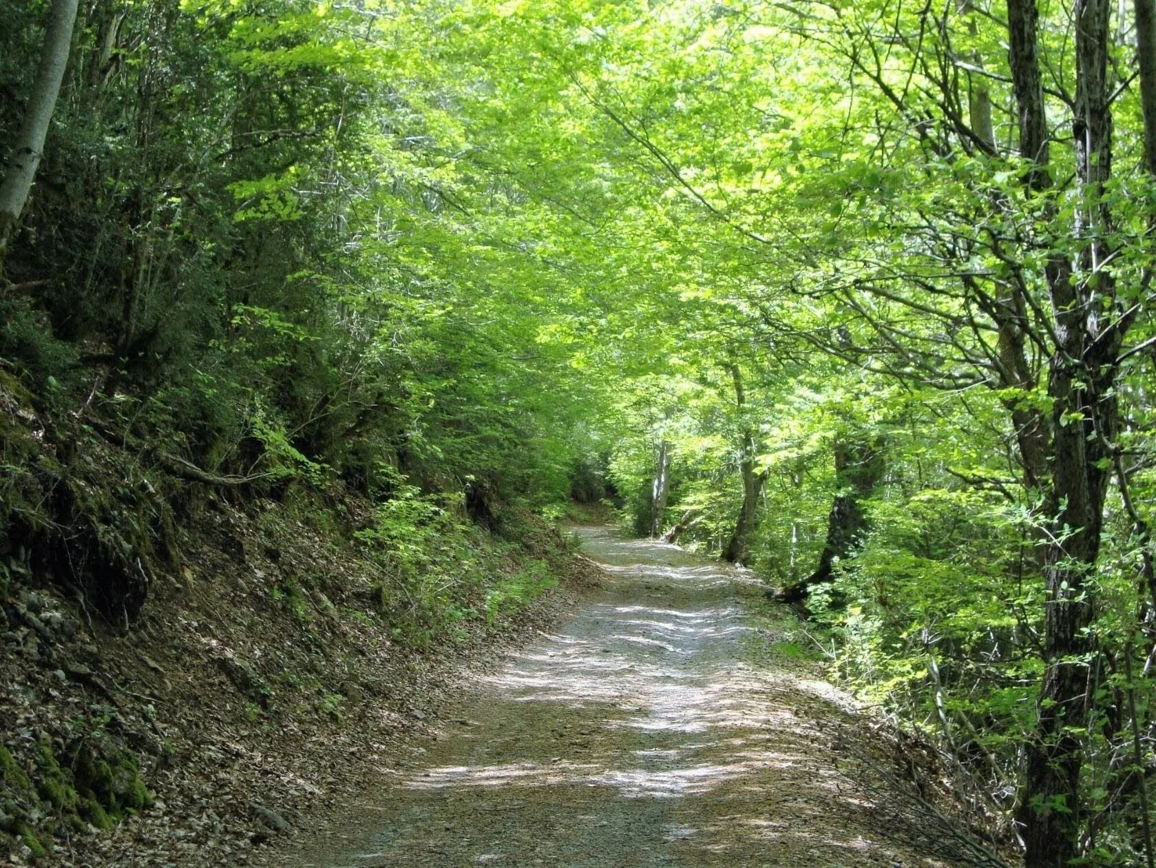 Camino de tierra rodeado de árboles verdes en un bosque.