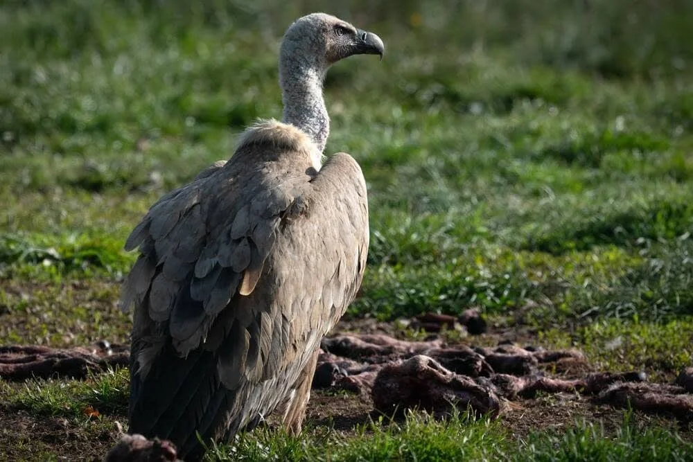 Imagen de un cóndor de los Andes de pie en el suelo sobre pasto